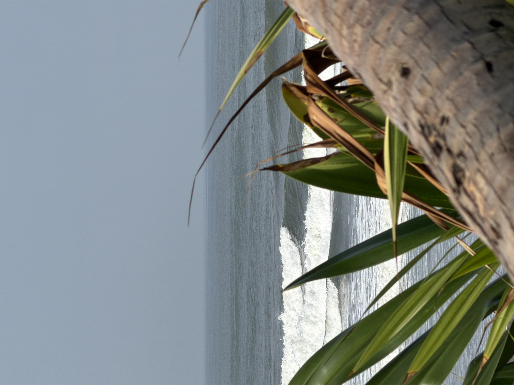 The image displays a coastal scene in Belalang, Indonesia. In the immediate foreground, a blurred, textured wooden log or tree trunk is positioned diagonally across the lower right portion of the frame. Several broad-leafed plants, presenting a mix of vibrant green and dried brown foliage, are visible in the mid-foreground, partially obscuring the view of the ocean. The midground features the dark grey-green ocean with multiple lines of white-capped waves breaking and rolling towards the unseen shore. A distinct horizon separates the ocean from a clear, light blue-grey sky that occupies the upper portion of the image. No individuals, animals, or man-made structures are present or discernible within the scene. The lighting suggests bright daylight conditions.