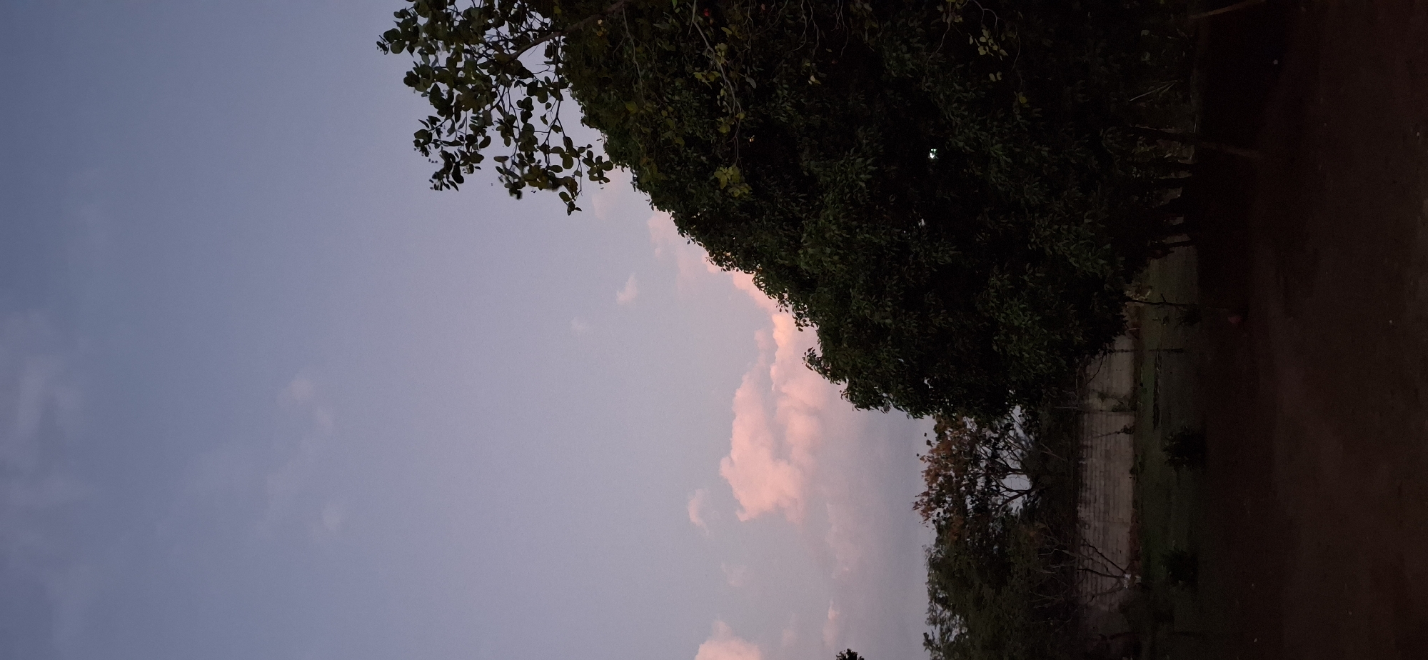 The image captures a twilight scene, likely near Vallecito, Venezuela. The sky transitions from a light blue to a darker hue, with pink-tinted clouds visible near the center of the frame. A large, dense tree canopy occupies the right side of the image, casting shadows on the ground below. The lower right portion appears dark, suggesting a ground or pathway. A wall is slightly visible amongst other trees. The overall setting suggests an outdoor location, possibly a park or garden area. The image appears to be taken at dusk.