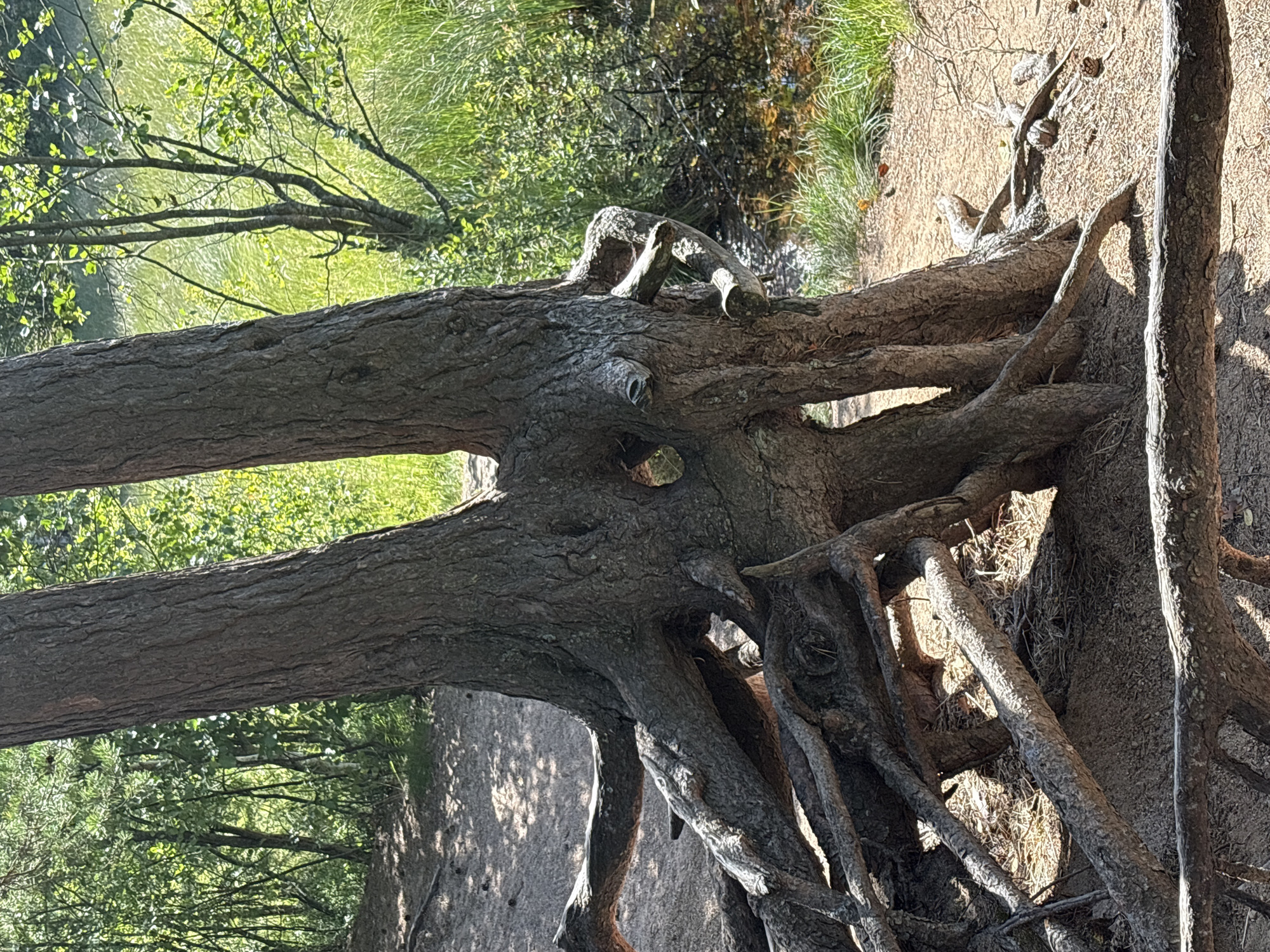 The image depicts a close-up view of the exposed, gnarled root system of a large tree. The tree appears to be split into two main trunks, with numerous thick roots spreading outwards across the sandy ground. The texture of the bark is rough and aged. In the background, there is lush green vegetation and a body of water, suggesting a natural, possibly wooded, environment. The lighting indicates it is daytime, with sunlight dappling through the leaves. No people or specific landmarks are visible, nor any explicit indication of Beloostrov, Russia.