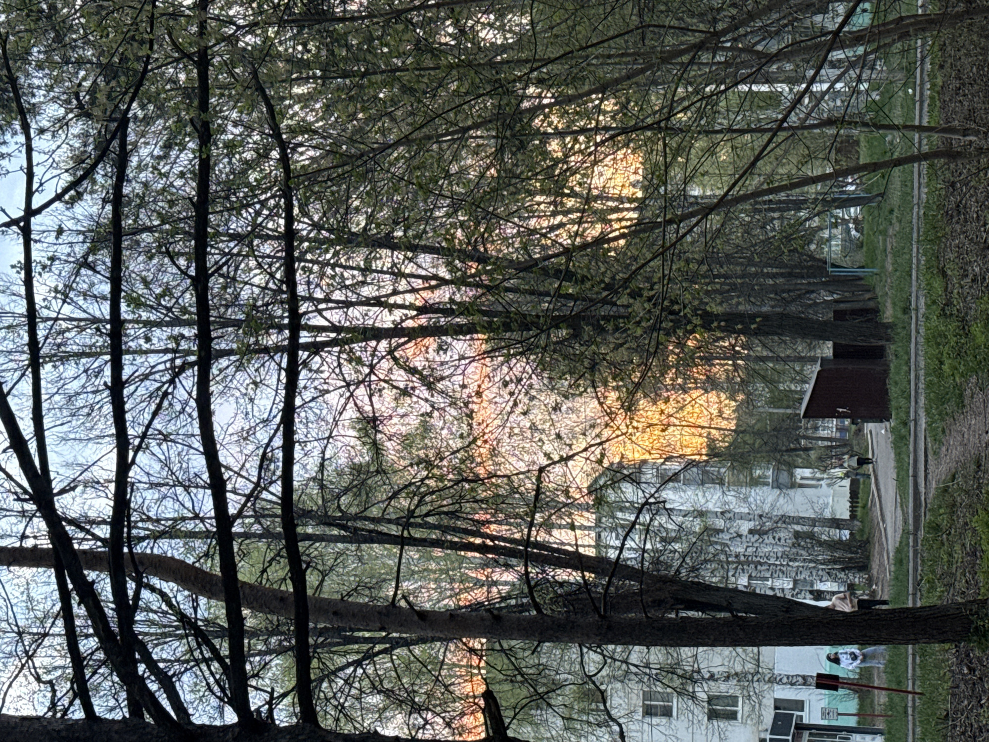 The image shows an outdoor scene in what appears to be a park or residential area in Chaikovsky, Russia. The view is partially obstructed by trees with thin branches, some of which are bare and some of which have small leaves. In the background, there is a building or a row of buildings with white walls and windows. A path runs through the scene, with grass on either side. A small shed-like structure is visible along the path.
Two individuals are seen; one is lying down wearing light-colored clothing, and another is standing nearby, wearing a mask and holding a bag. The light in the image suggests it is either sunrise or sunset.