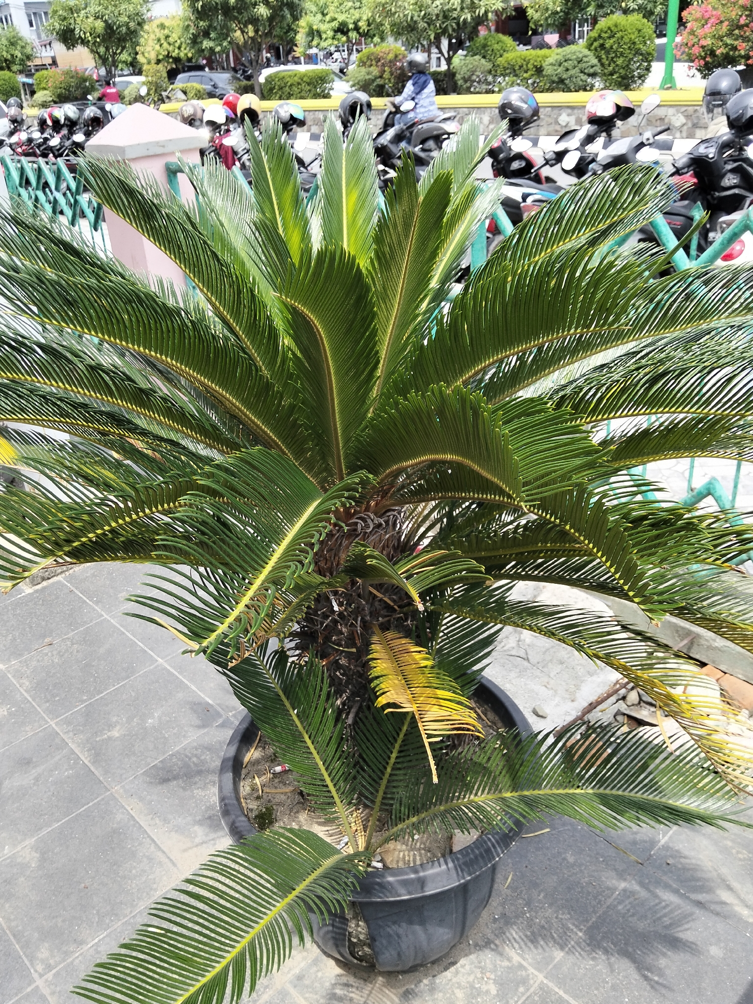 A potted sago palm sits on a grey tiled sidewalk in Bireuen, Indonesia, near a row of parked motorcycles. The palm has green fronds with some yellowing leaves. Behind the palm, a green metal fence is visible, beyond which are parked motorcycles with helmets on their seats. In the background, there are buildings, trees, and more motorcycles. The scene appears to be an outdoor area, possibly a parking lot or a public space in the city.