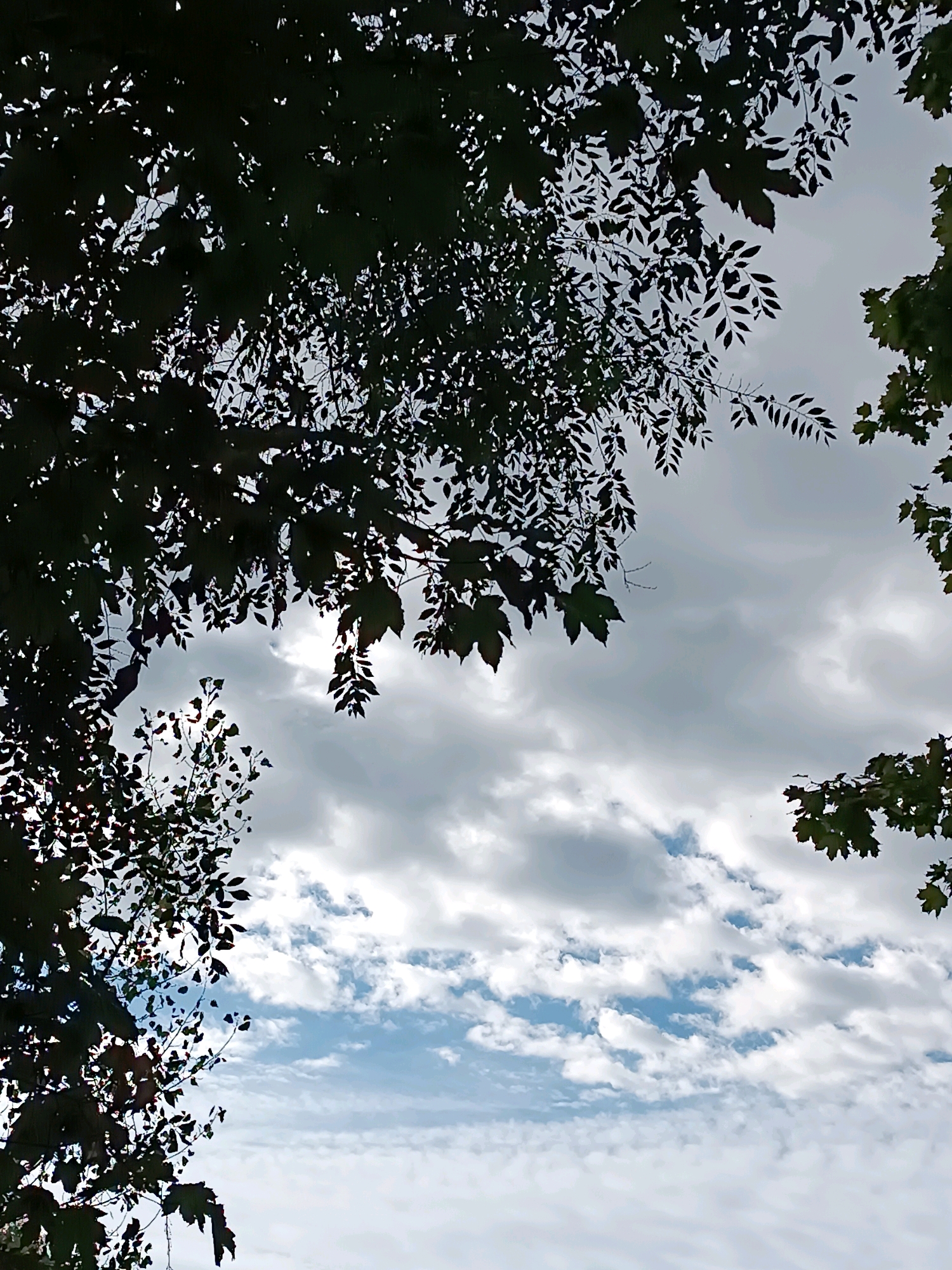 The image is a low-angle shot of tree branches silhouetted against a cloudy sky. The branches frame the sky, with leaves obscuring parts of the clouds. The sky is a mix of gray and white clouds, with some patches of blue sky visible. The overall impression is one of a natural scene, possibly in a park or garden. There is no information in the image to suggest a specific location in Chișinău, Moldova.
