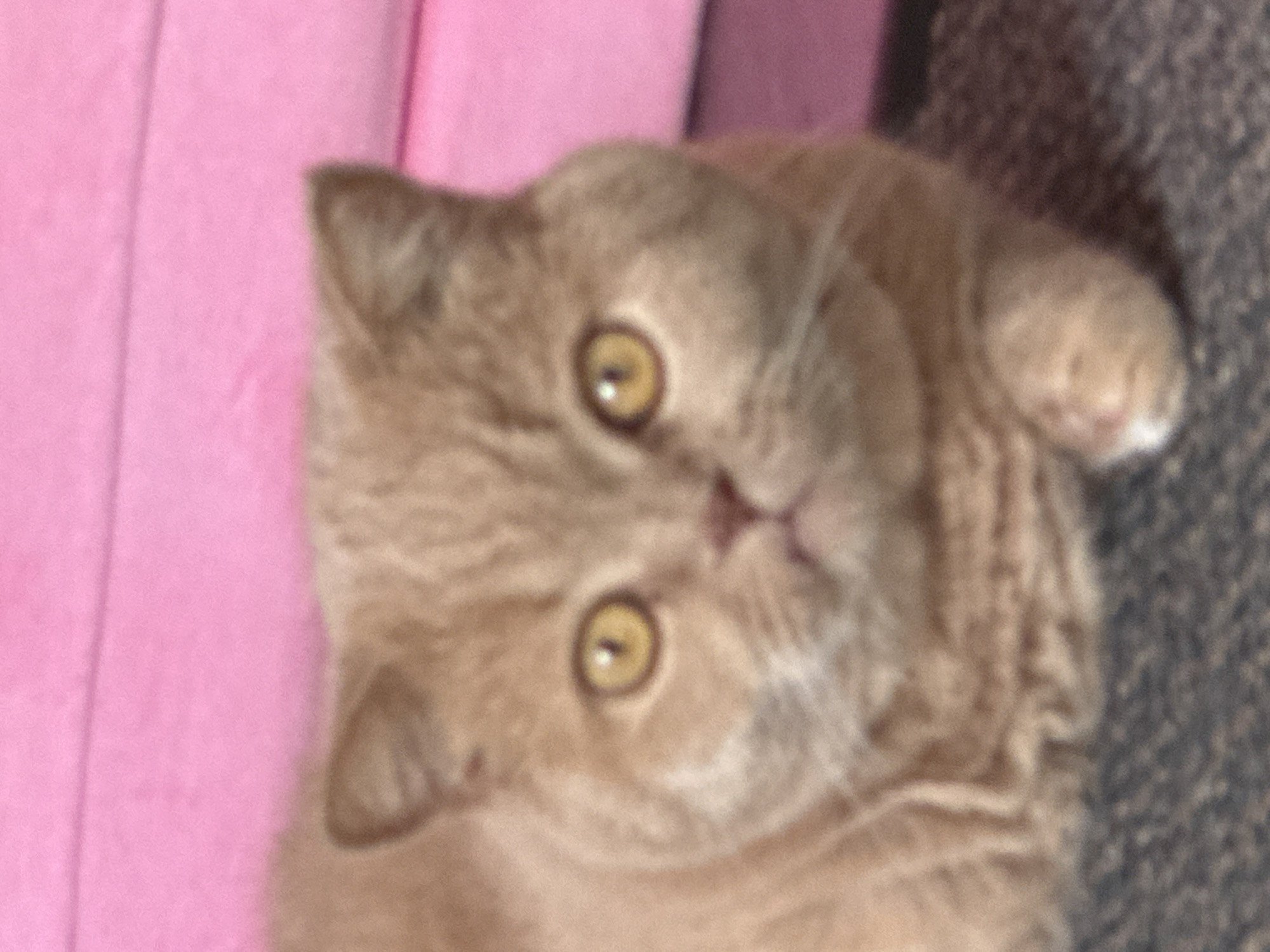 A fluffy, light brown cat with round, yellow eyes is the subject of this close-up, slightly blurry photograph. The cat is lying down, with its front paws visible in the lower right of the frame. Its face is centered in the image, with its ears perked slightly forward. The background is a soft pink color, with a textured appearance that suggests fabric or a similar material. A dark, textured surface, likely a carpet or rug, is visible in the foreground. The image was taken indoors, with no indication of a specific city or location.