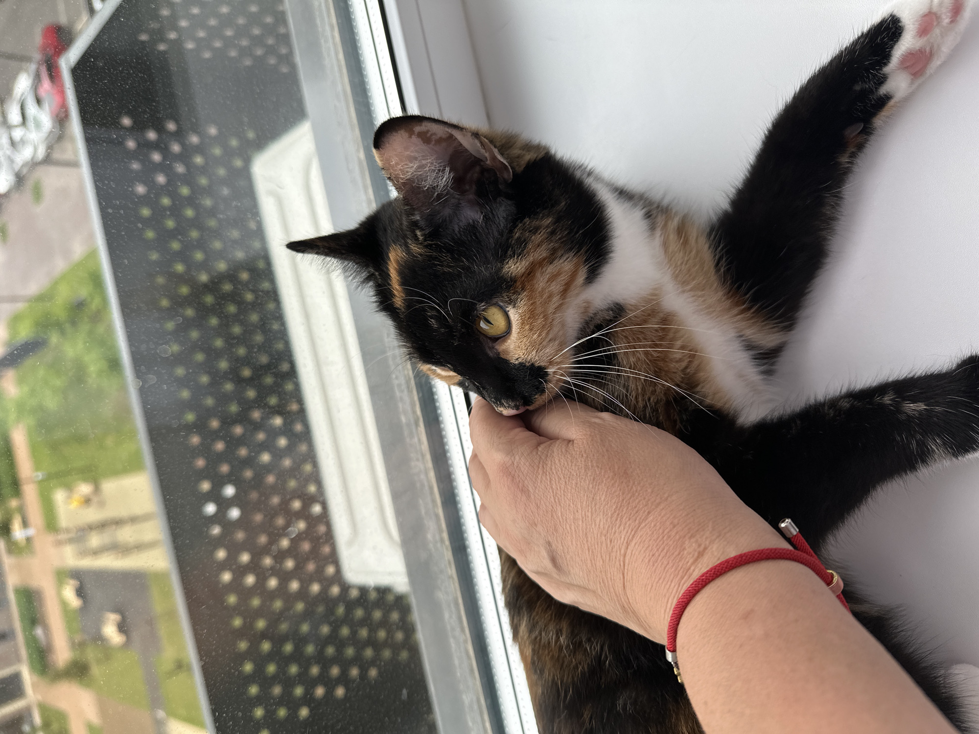 A calico cat is lying on a white windowsill, with its head turned to the left. A person's hand is gently stroking the cat's head. The cat has black, orange, and white fur. Its eyes are yellow, and its whiskers are white. The background shows a window with a view of a city street, including cars and buildings. The image is taken from a high angle. There is no specific identifiable information in the image to indicate the city of Znamya Oktyabrya, Russia.
