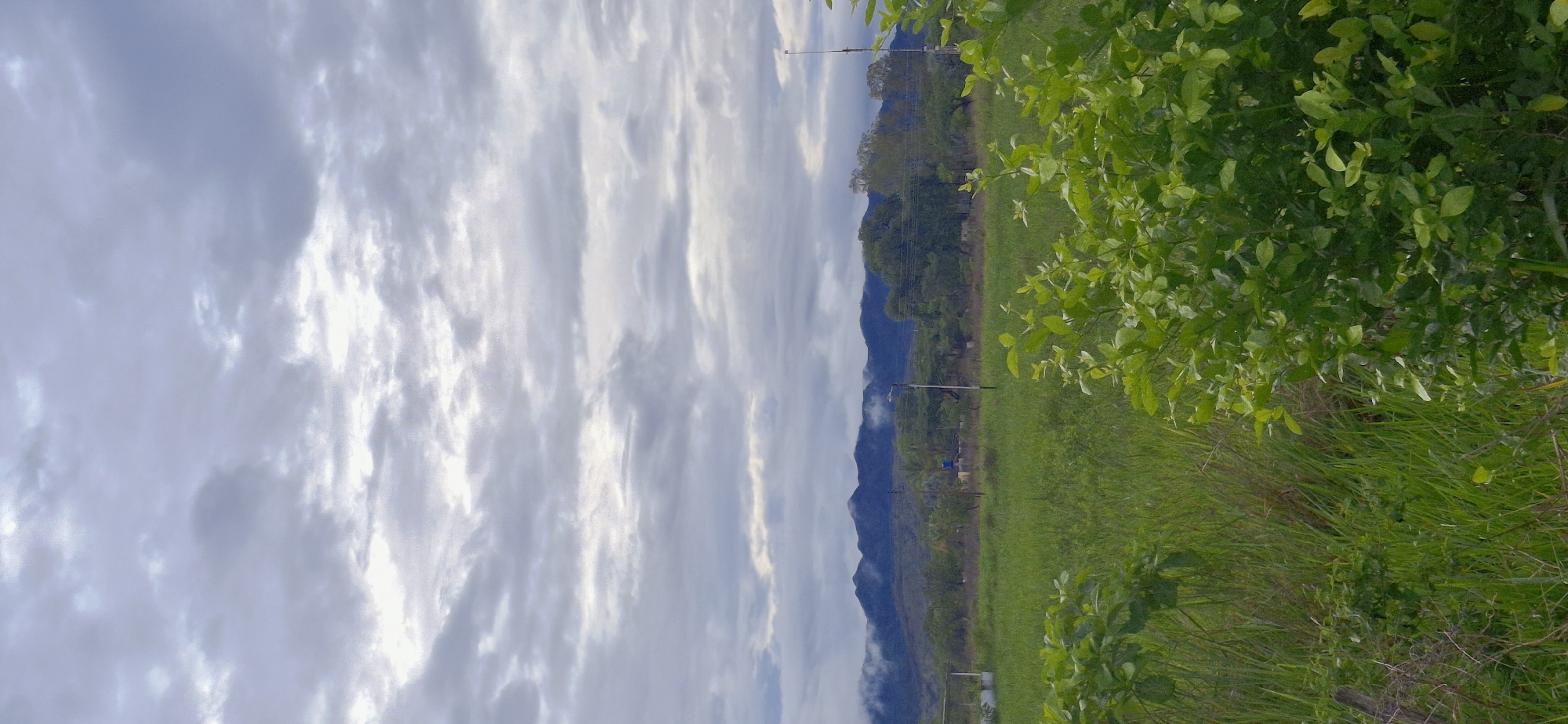 The image depicts a rural landscape in Vallecito, Venezuela, under a heavily overcast sky. The upper third of the frame is dominated by a dense layer of grey and white stratocumulus clouds, indicating diffused lighting with no direct sunlight.
In the background, a range of dark mountains spans the horizon. The peaks are partially enveloped in low-lying mist or clouds, particularly visible on the left side, suggesting high humidity or recent rain. The mountain slopes appear vegetated.
The midground features a large, flat expanse of vibrant green grassland, consistent with agricultural land or pasture. Scattered within this area, and along the base of the mountains, are various trees and sparse human infrastructure. Several utility poles, likely carrying power or communication lines, are visible. One prominent pole near the center has horizontal crossbars, and another on the right is equipped with a street light fixture. A small, light-colored structure, possibly an abandoned building or shed, is discernible on the left side of the midground, closer to the mountain range.
The immediate foreground is characterized by lush green foliage. On the right, a dense cluster of bright green leafy shrubs occupies the lower right quadrant. On the left, a mixture of taller green grasses and some dry, brownish stalks are present.
No people or animals are visible in the scene. The overall environment suggests a tranquil, rural setting with agricultural potential, observed under grey, cloudy weather conditions.