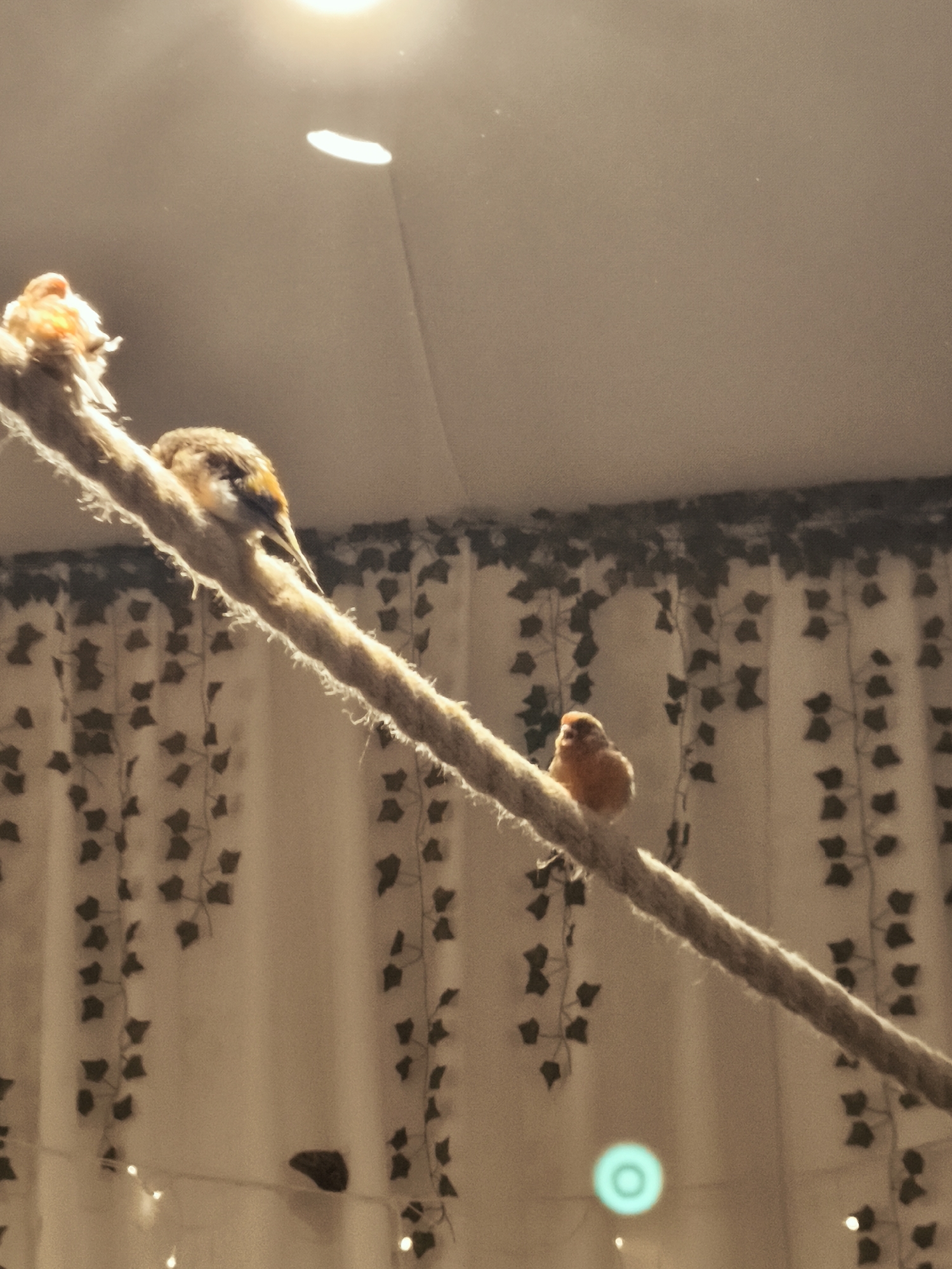 The image depicts three small birds perched on a thick rope. The birds appear to be finches or canaries, with a mix of brown, yellow, and white plumage. One bird, at the far left, has its head turned away from the camera and its plumage is lighter in color, possibly due to lighting. The second bird, in the middle, is facing left and appears to be preening or resting, with its head tucked. The third bird, further down the rope, is facing the camera and has a bright orange-yellow head and chest. The rope is textured and appears to be natural fiber, with some frayed ends. In the background, there is a white curtain with a decorative garland of dark green ivy leaves. String lights are visible along the bottom of the image, with some blurred and out of focus. A bright, circular light source is present in the upper part of the image, casting a soft glow. The overall setting appears to be indoors, possibly a bird enclosure or a decorated room. There are no visible indications of the city of Gdańsk, Poland, or any specific geographic location.