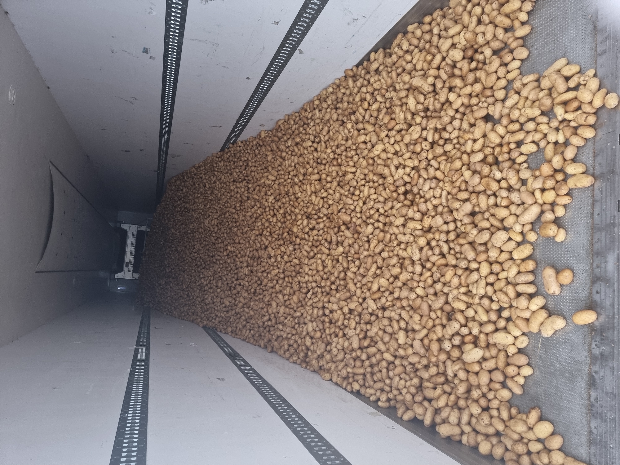 The image shows the interior of a large trailer truck filled with potatoes. The potatoes are piled high, covering most of the floor and extending up the sides of the trailer. The trailer walls are white and have metal tie-down rails running along them. In the background, a white mechanical device, possibly a sorting or unloading machine, is visible. The floor of the trailer appears to be made of metal grating. The lighting suggests it is daytime, but the interior of the trailer is dimly lit. The scene depicts a large quantity of agricultural produce being transported. There are no people visible in the image.