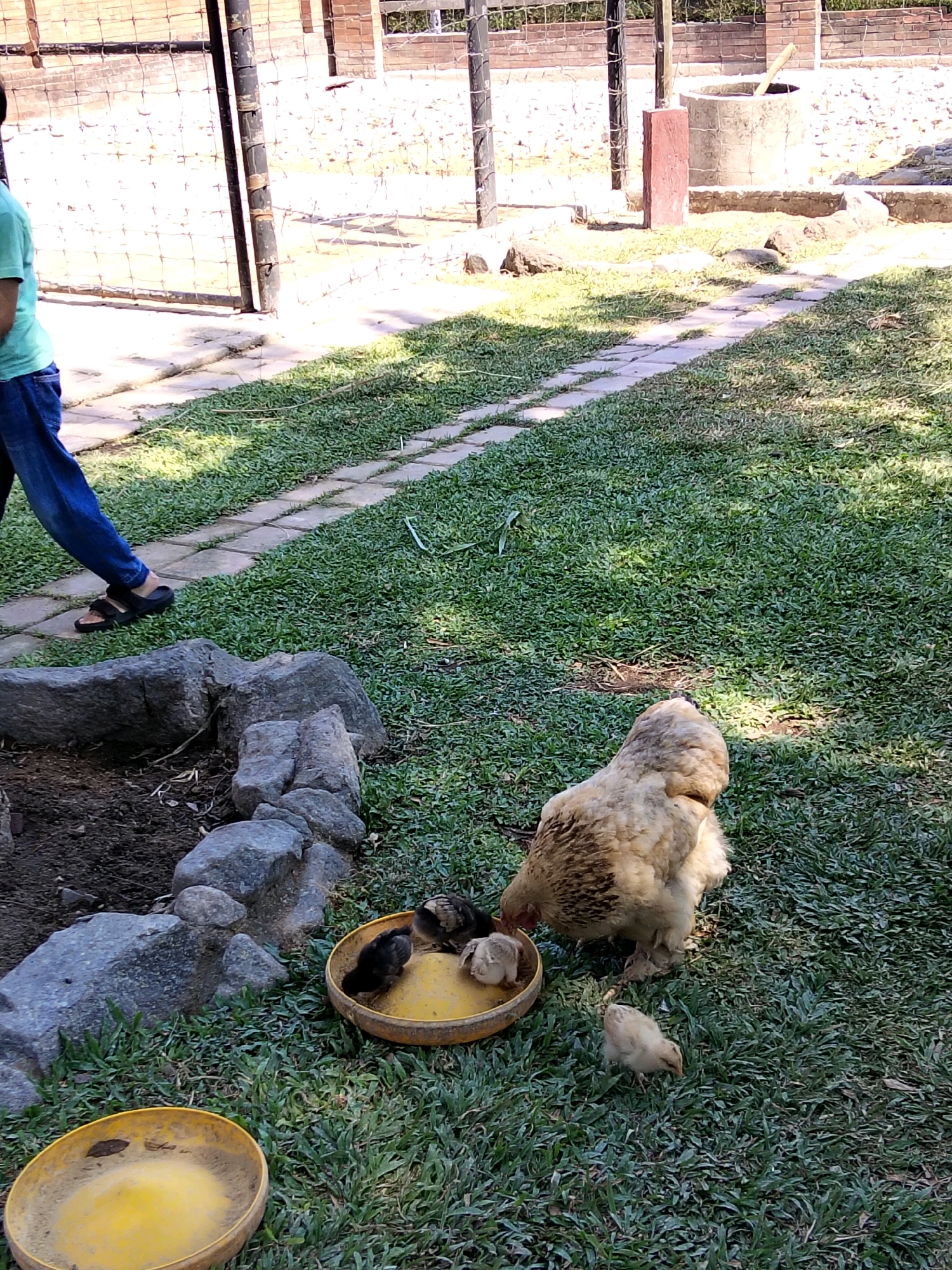 In Gurah, Indonesia, a scene unfolds in a grassy outdoor enclosure. A large, light-colored chicken with dark markings is present, accompanied by several smaller chicks. Some of the chicks are gathered around a yellow bowl, appearing to be eating. The environment includes a stone border surrounding a patch of dirt, a paved path, and a well in the background. A person wearing blue jeans and sandals is partially visible on the left side of the frame, walking away from the camera. The overall setting suggests a rural or semi-rural location, possibly a farm or a zoo enclosure, bathed in sunlight.