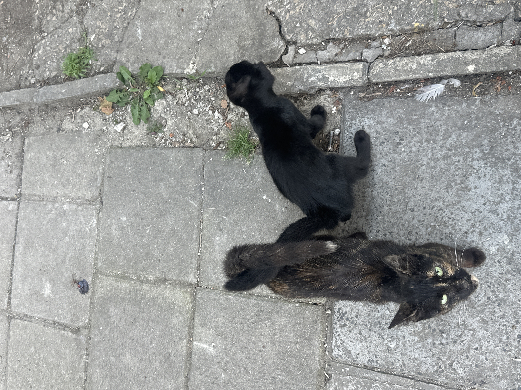 Two cats are on a concrete sidewalk. The cat on the left is a tortoiseshell with green eyes and is looking up at the camera. The cat on the right is all black and is facing away from the camera, looking to the right. There is a small patch of green weeds growing in a crack in the sidewalk between the cats. A white feather lies on the sidewalk near the black cat. The ground is made of rectangular concrete pavers.