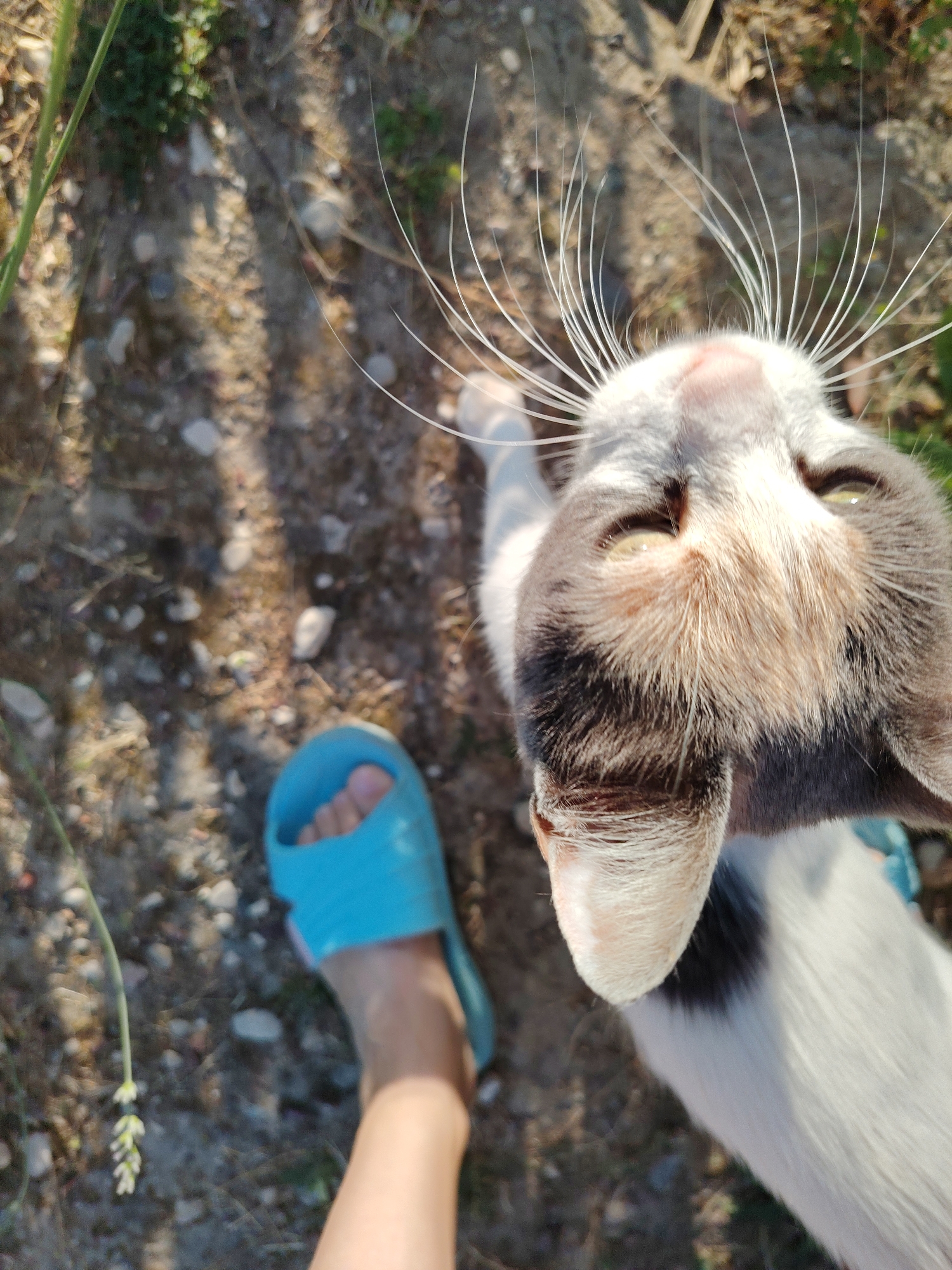 An overhead shot captures a calico cat with large white whiskers looking up towards the camera. The cat's head is in focus, revealing its green eyes, a patch of dark fur over its left eye, and lighter brown fur on its nose and forehead. The cat's body, primarily white with black patches, extends downwards. In the foreground, a person's bare foot is visible, clad in a bright blue slide sandal. The foot is positioned to the left of the cat's head, and a portion of the person's lower leg is also in frame. The ground is a mix of soil, small stones, and dried vegetation, suggesting an outdoor environment. A single green plant stem with small white flowers hangs down on the left side of the image. The scene is illuminated by natural sunlight, casting shadows on the ground. The location appears to be an outdoor, possibly garden or pathway area, in Konyaaltı, Turkey.