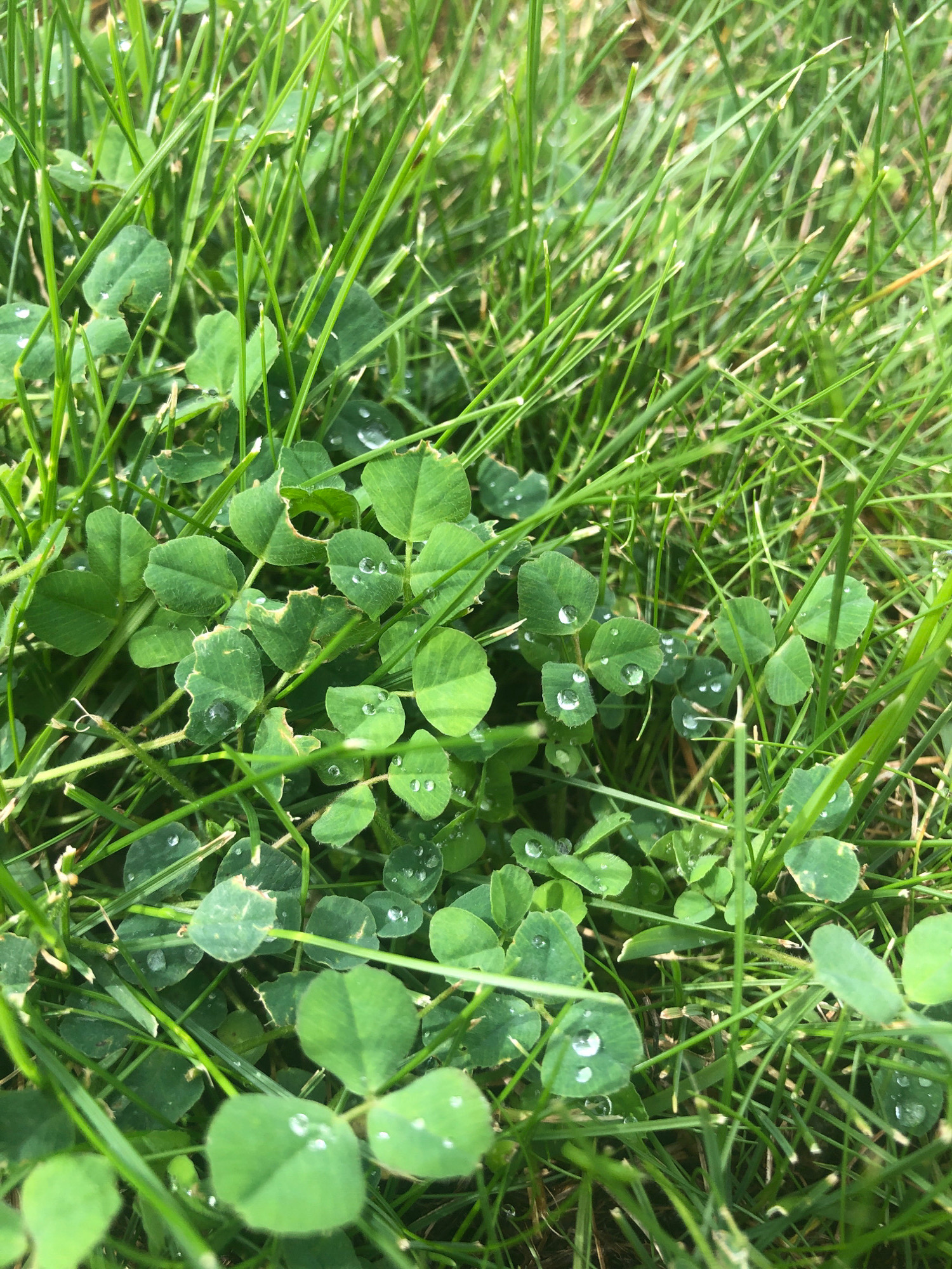 The image shows a close-up view of green clover and grass, with several water droplets on the clover leaves. The clover leaves are heart-shaped and clustered together, while the grass blades are thin and upright. The lighting suggests it might be daytime, with some sunlight filtering through. The scene is natural and outdoors, possibly a lawn or a meadow. There are no people or animals visible in the image.