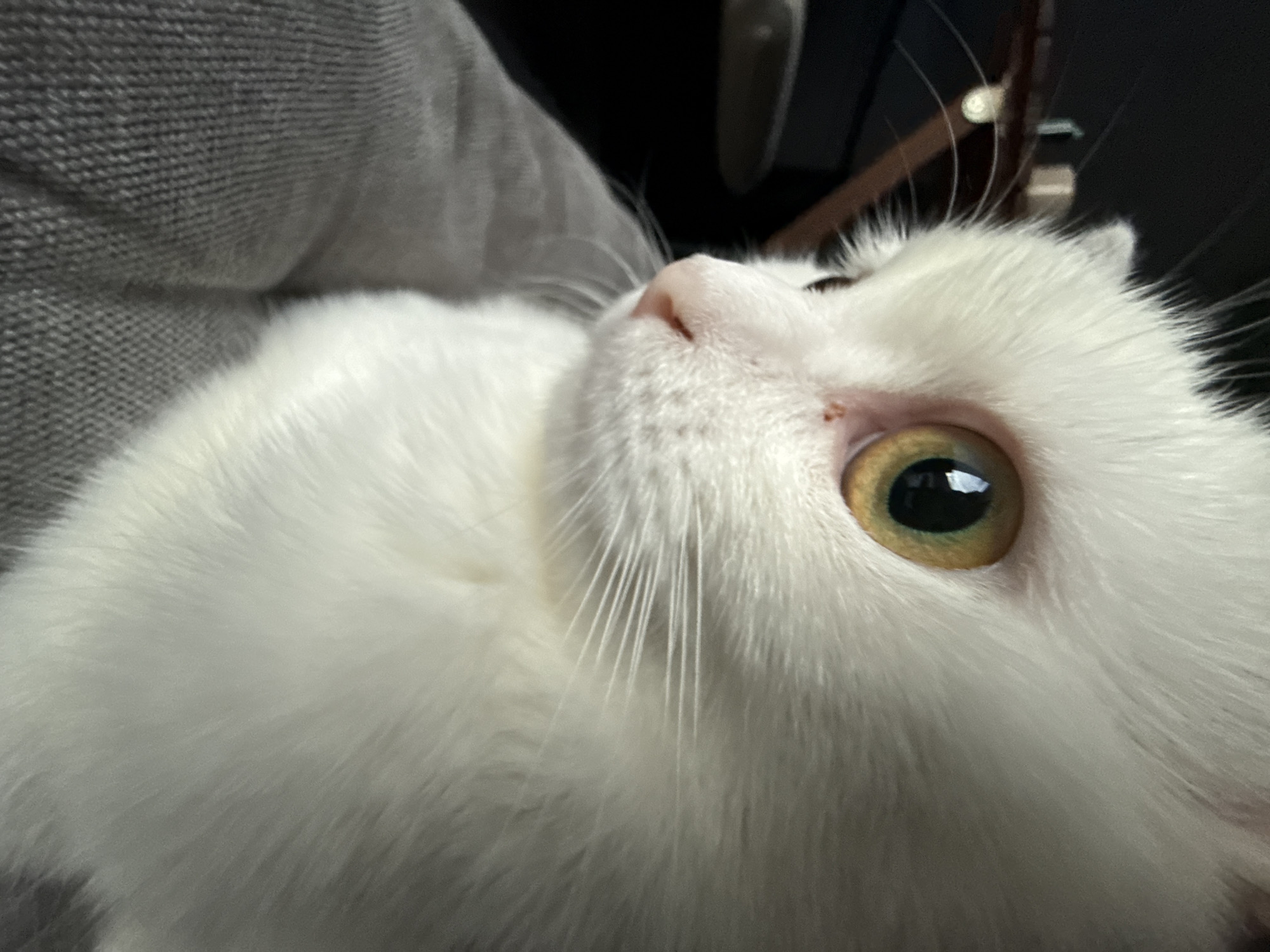 A close-up, profile shot focuses on the face of a white cat. The cat's left eye, a striking amber color with a dark pupil, dominates the right side of the frame. Its white fur is soft and fluffy, with long white whiskers extending from its muzzle. A small pink nose is visible, and a few flecks of darker fur or skin are present near the eye. The cat appears to be resting on a gray, textured surface, possibly a blanket or upholstery, which fills the bottom left portion of the image. The background is dark and out of focus, with some faint, blurred shapes suggesting indoor elements. The lighting highlights the cat's features, creating a soft glow on its fur.