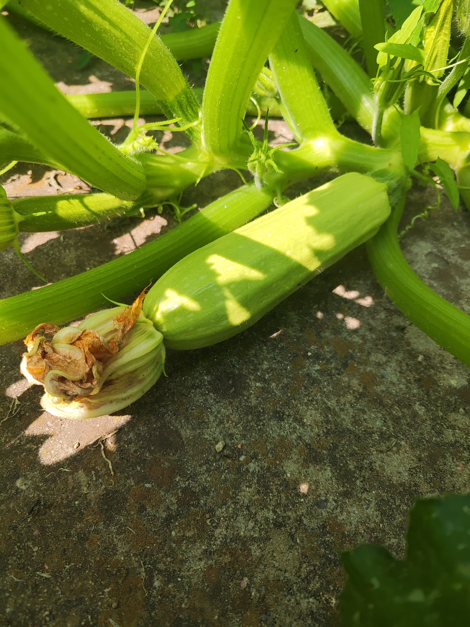 A close-up, vertical shot captures a young zucchini growing on a vine, its smooth green skin illuminated by dappled sunlight. The zucchini rests on a textured, dark grey surface, possibly concrete or stone, with bits of moss and small pebbles visible. The background is dominated by the thick, ribbed green stems of the zucchini plant, some with fine hairs and curling tendrils. A withered yellow blossom, dried and curled, is attached to the end of the zucchini. The overall scene is one of natural growth in an outdoor setting. The image was taken on the grounds of a private property in Gvardeysk, Russia, on July 7, 2023.