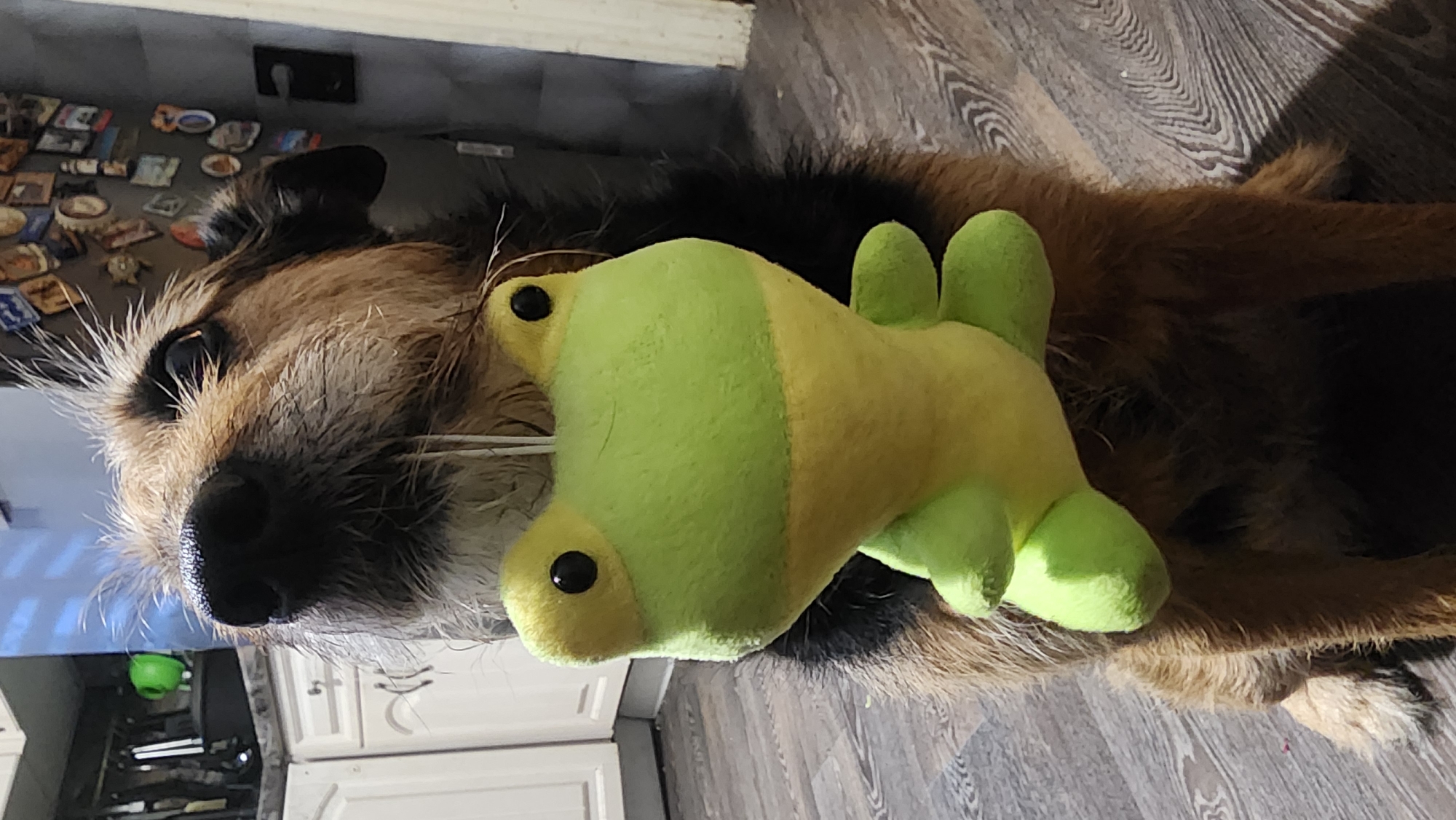 An indoor medium shot captures a scruffy, medium-sized dog with brown and black fur, sitting on a wooden floor. A bright green and yellow plush frog toy is suspended in front of the dog's face, held by a white string that is barely visible. The dog's head is tilted upwards, looking towards the toy with its nose just below the frog. The background features a white kitchen cabinet on the left and a grey wall adorned with various magnets and a black key hook on the right. The lighting suggests it is daytime. There is no indication of the specific location within Moscow, Russia.