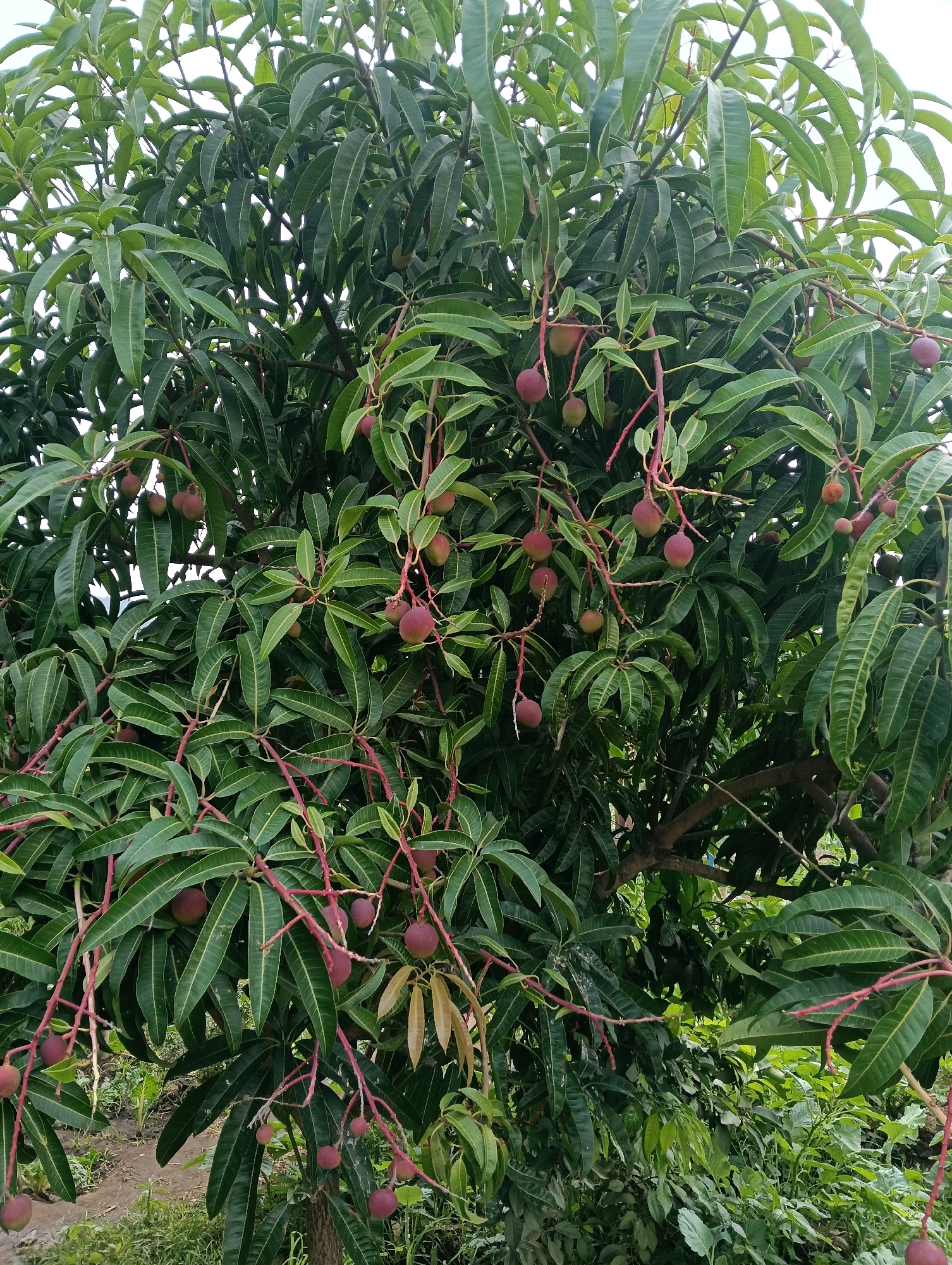 The image shows a mango tree with numerous green mangoes and some reddish-purple, ripe mangoes hanging from its branches. The tree is full of lush green leaves, and the mangoes are clustered together, some of them appearing to be on long, thin stems. The background shows more greenery, suggesting a natural or agricultural setting. The lighting appears to be natural daylight, possibly overcast as there are no strong shadows. This scene could be in Mutitu/Kaliku ward, Kenya, a region known for its fruit cultivation, including mangoes. There are no people or animals visible in the image.