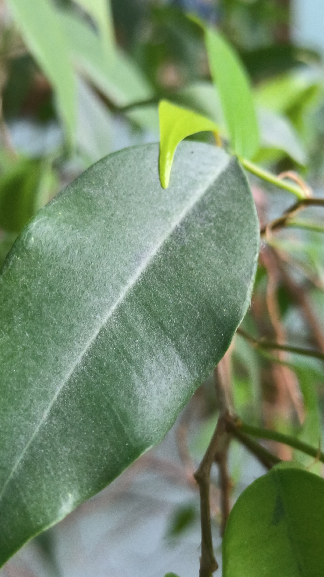 The image is a close-up, macro shot of a green leaf with a small, bright green leaf bud emerging from its tip. The main leaf is elongated with a visible central vein and a textured surface, possibly covered in fine hairs or dust, giving it a matte appearance. The background is blurred, showing other green leaves and branches, suggesting a plant or tree in a natural or garden setting. The lighting appears to be natural, possibly from daylight, illuminating the front of the leaf. There are no people, animals, or man-made structures visible in the image. The image does not provide any information about its location in the city of Lviv, Ukraine.