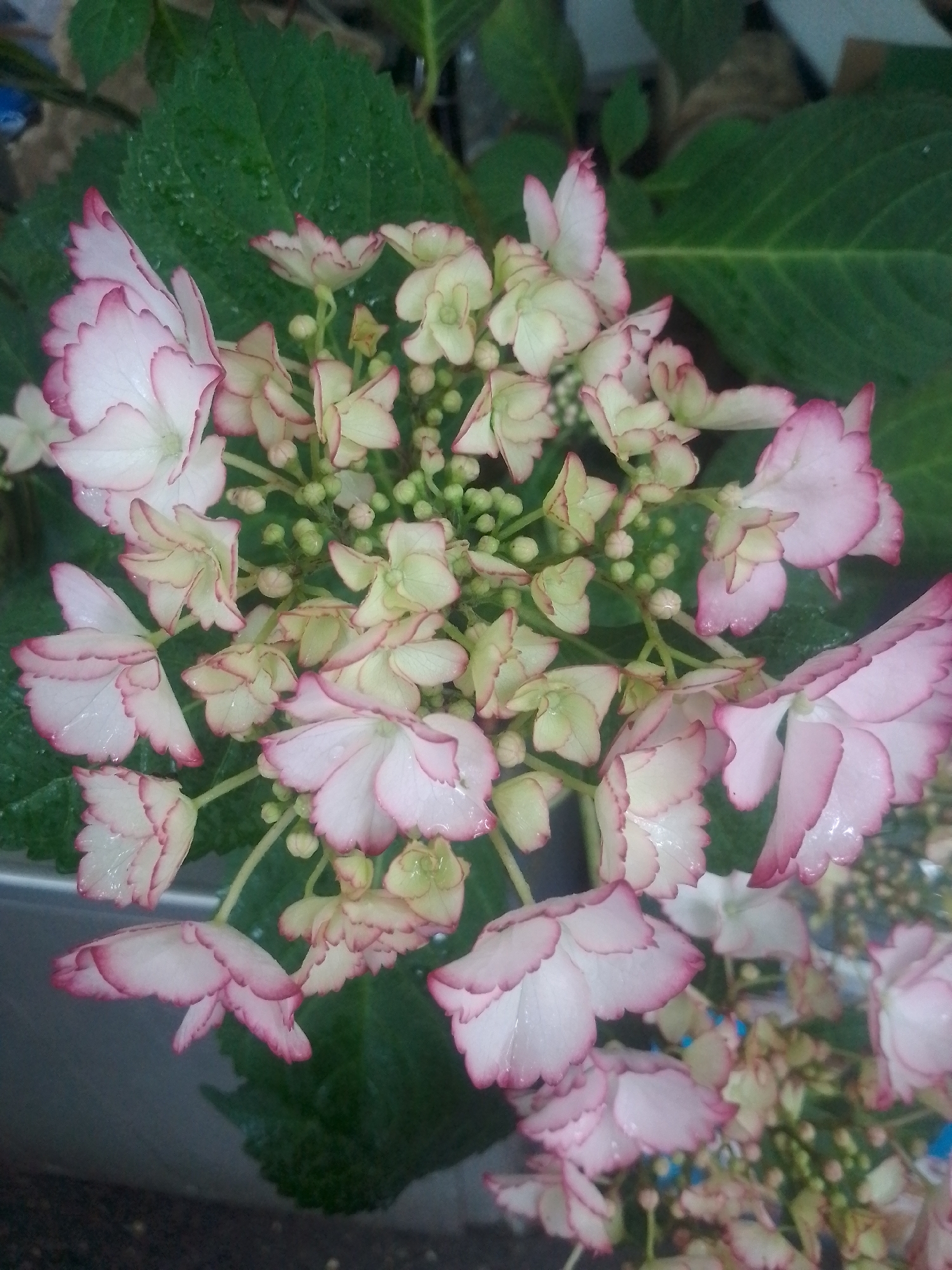 The image features a close-up view of a cluster of hydrangeas with delicate pink and white petals. The flowers are in various stages of bloom, with some fully open and others still in bud. The petals are tinged with a rosy pink along their ruffled edges, creating a soft, gradient effect. Small, green buds are interspersed among the larger blooms, hinting at further growth. The leaves of the hydrangea plant are a deep green, providing a lush backdrop to the flowers. Water droplets are visible on some of the petals and leaves, suggesting recent rain or watering, and indicating a potentially damp or humid atmosphere. The lighting appears to be natural, possibly overcast or taken during the day, as there are no harsh shadows. The overall mood is serene and naturalistic, highlighting the beauty of the flowers. The image does not contain any visible text, people, or specific identifiable objects that would suggest a particular event. Given the provided location context of Yessentuki, Russia, the scene is likely an outdoor garden or a natural setting within that region.