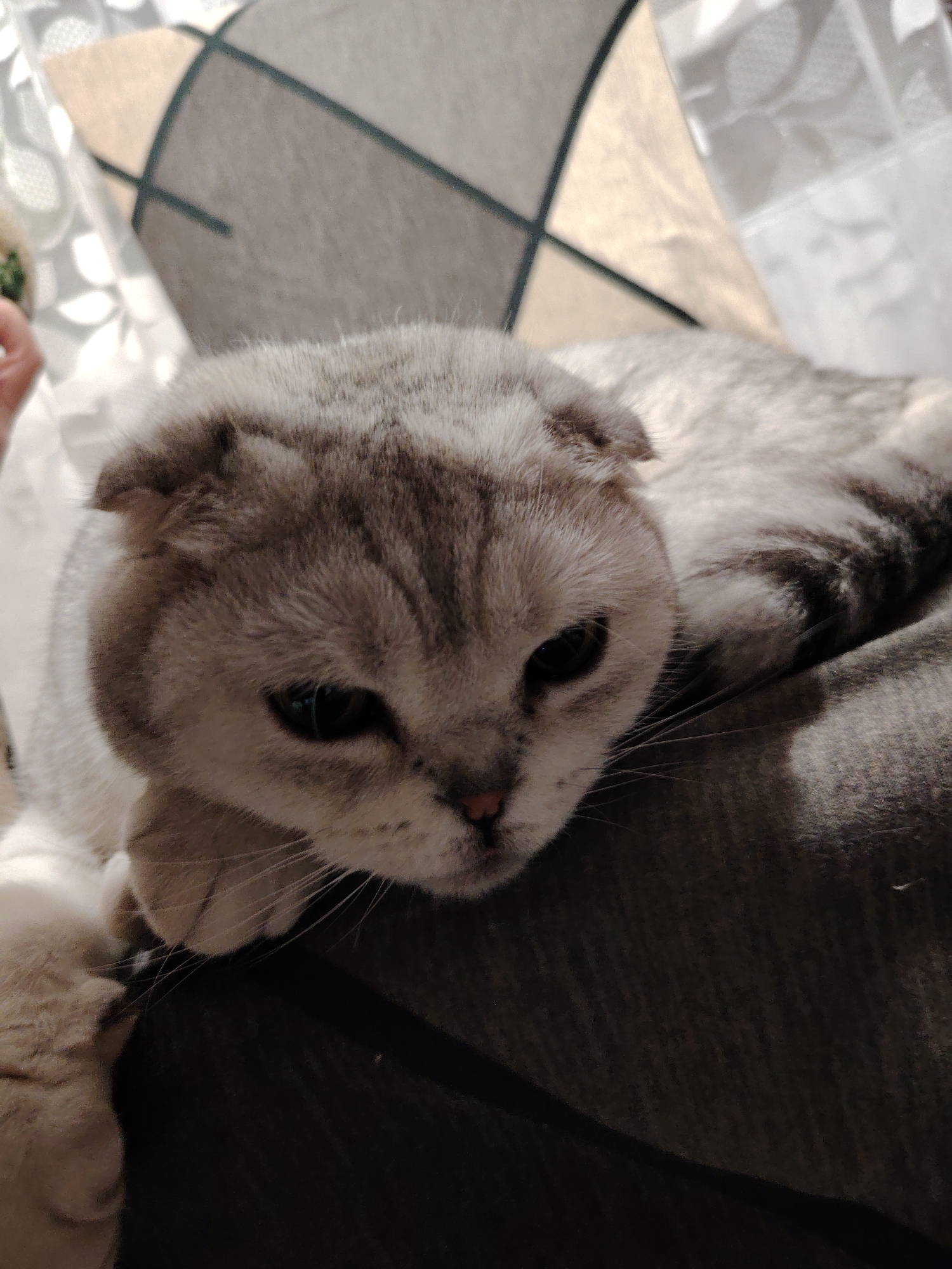 A close-up indoor shot shows a light gray Scottish Fold cat lying on a person's lap or leg, which is covered in gray fabric. The cat's face is prominent, with its characteristic folded ears, a pink nose, and dark eyes. The cat's white paw rests on the person's leg. In the background, a pillow or cushion with a geometric pattern of gray and beige can be seen, along with a partially visible sheer white curtain. There is no verifiable information to confirm a connection to the city of Noviy, Russia.