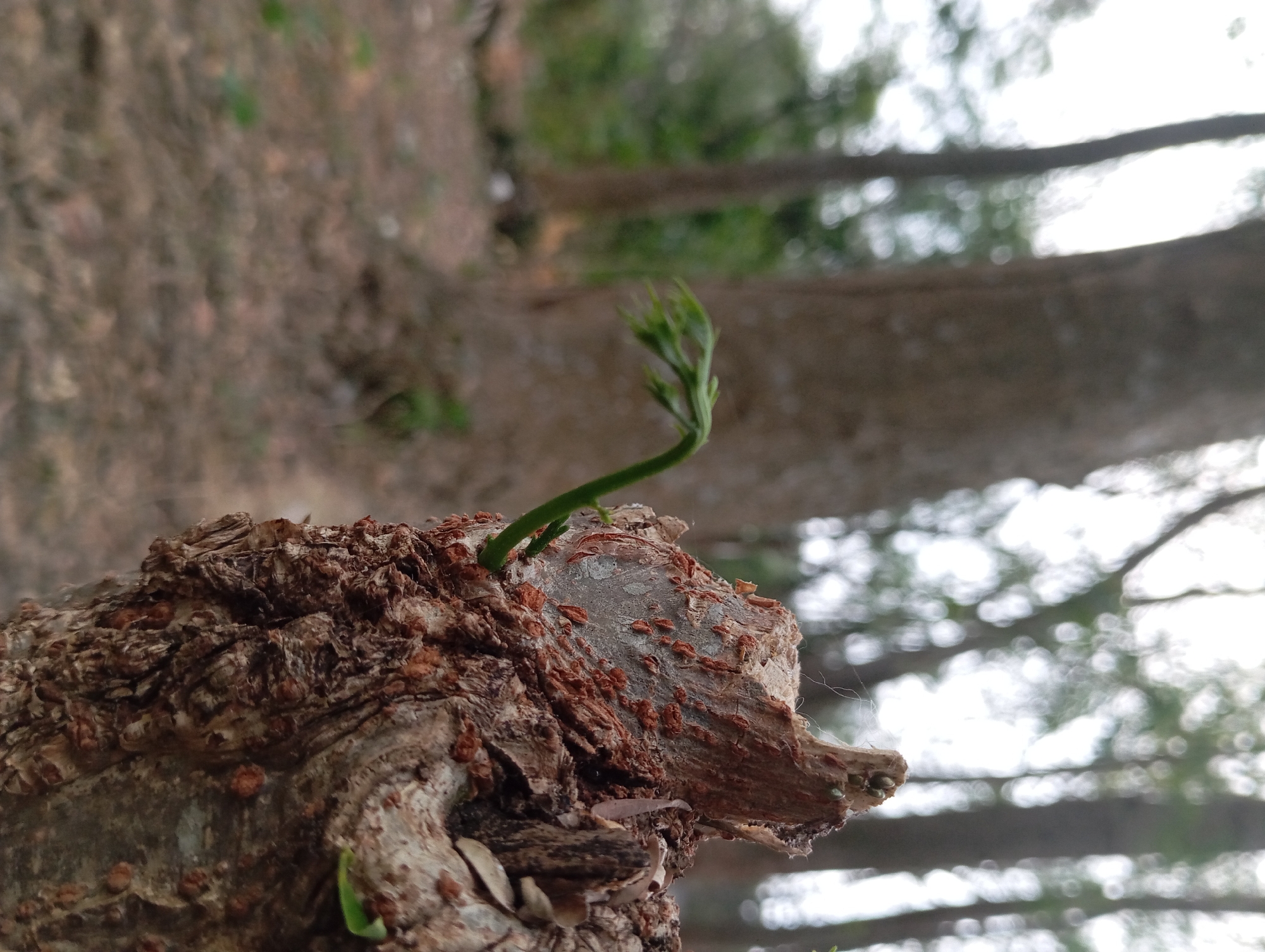 The image shows a close-up view of a tree stump with a new sprout emerging from it. The stump is rough and textured, with visible bark and some reddish-brown discoloration. The sprout is a vibrant green, with small, delicate leaves unfurling. The background is blurred, suggesting a shallow depth of field, and shows trees and foliage, indicating an outdoor setting, likely a forest or wooded area. The lighting appears natural, possibly overcast or in shade. There are no people or animals visible in the image. The scene evokes a sense of new growth and resilience in nature. This image was taken in Sumber Suko, Indonesia.