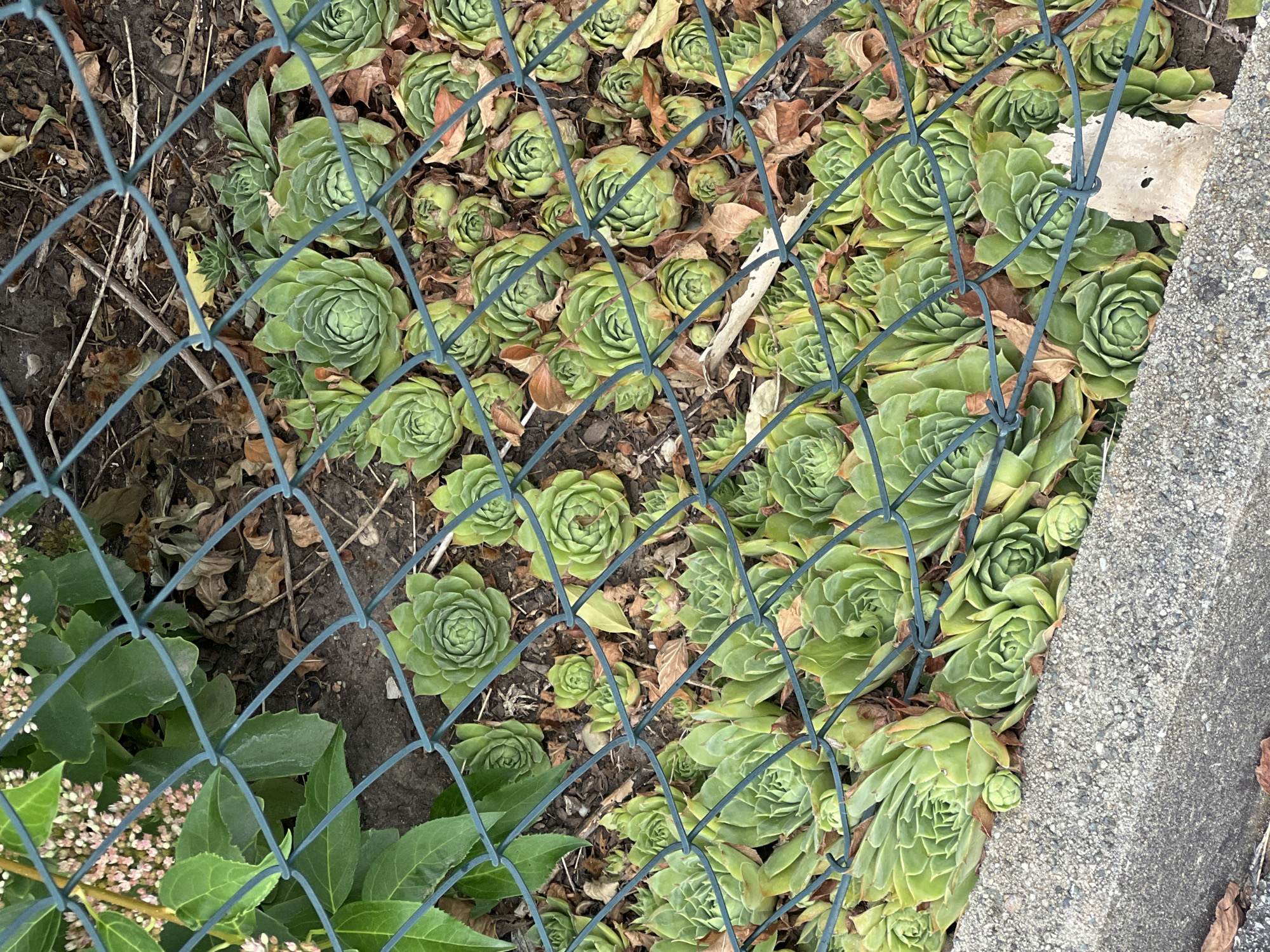 The image shows a patch of Hens and Chicks succulents growing outdoors, partially obscured by a green wire fence. The succulents are a vibrant green and are growing in clusters. Some dried leaves are scattered among the plants. In the foreground, a concrete curb is visible. The scene appears to be in a garden or yard, likely in Straubing, Germany, given the context. There are no people or animals present in the image.
