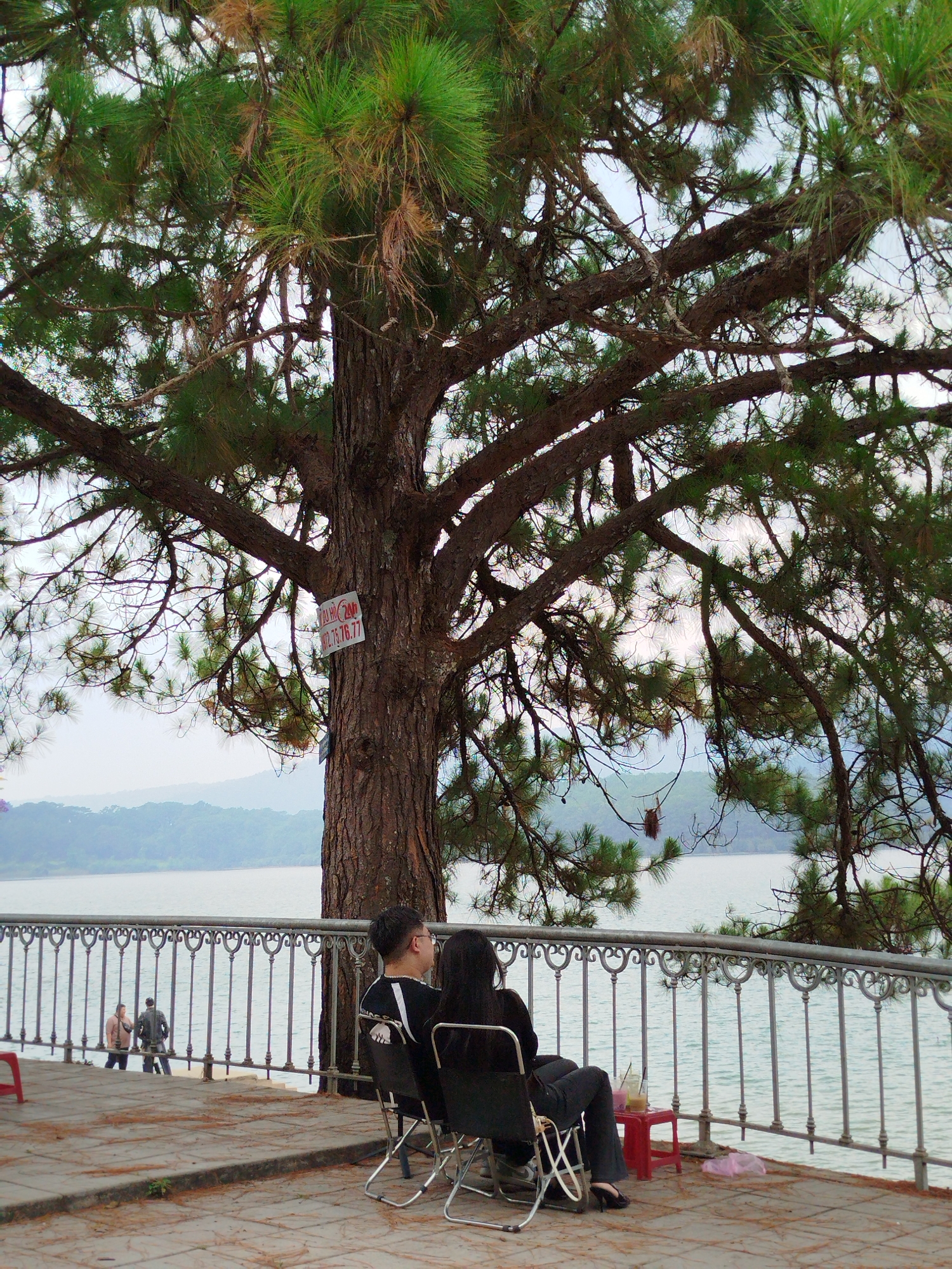 The scene is a public space in Da Lat, Vietnam. In the foreground, a young man and woman are sitting side-by-side in black folding chairs near a decorative gray iron railing that overlooks a large lake or reservoir. A large pine tree dominates the center of the frame, partially obscuring the view of the water and distant hills. A red plastic stool is to the woman's right, with a plastic cup or drink on it and a discarded plastic bag on the ground. In the middle distance, two people are walking near the water's edge. A small white sign with red lettering is attached to the tree trunk. The day appears overcast. The ground is paved with square tiles.