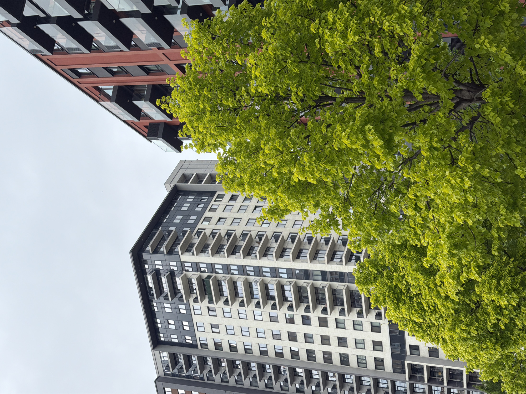 This image, set in an urban environment in Belgrade, Serbia, presents a striking juxtaposition of modern architecture and natural elements. The photograph is taken from a low angle, looking upwards towards the sky, on what appears to be an overcast day.
Two distinct high-rise buildings frame a vibrant green tree that dominates the foreground and central portion of the frame. On the left, a contemporary building features a reddish-brown or terracotta-colored facade with dark grey or black rectangular panels. Its upper section showcases angular, somewhat protruding window or balcony structures, lending it a sleek and modern aesthetic.
To the right, another multi-story building, likely residential, displays a predominantly light grey or off-white facade. This structure is characterized by numerous rows of geometric balconies, creating strong horizontal lines across its surface. Dark window frames and glass panes provide contrast against the lighter material of the building.
A large, deciduous tree with abundant, brilliant green foliage occupies the space between and in front of the buildings, extending into the upper right. The fresh, bright green of its leaves suggests it is spring or early summer. Its dense canopy partially obscures both buildings, and some darker branches are visible through the leaves.
The sky is a uniform, light grey, indicative of an overcast or cloudy day, providing a soft, diffused light that highlights the textures of the buildings and the vibrant color of the tree. There is no visible activity or discernible text within the image. The composition effectively contrasts the sharp, structured lines of urban development with the organic form and vivid color of nature.