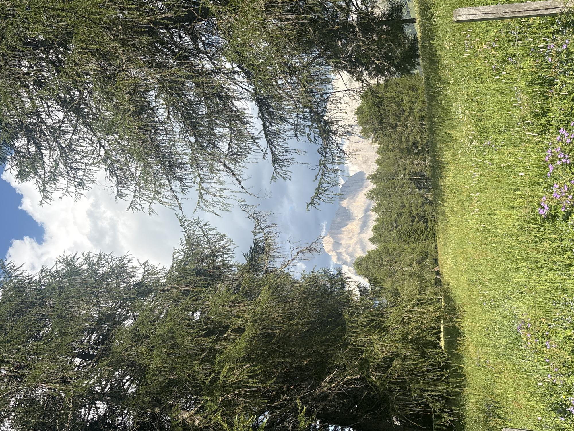 This media file depicts a natural landscape with a strong emphasis on foliage and mountainous terrain. In the foreground, dense evergreen trees dominate the frame, their branches and needles creating a textured canopy. The perspective suggests the viewer is looking upwards or through the trees.
Beyond the trees, a dramatic mountain range is visible. The mountains appear rocky and rugged, with patches of snow or light-colored rock contrasting with their shadowed slopes. Above the mountains, the sky is a mix of blue and white clouds, indicating fair weather with some cloud cover.
To the right of the image, a lush green meadow stretches out, dotted with small wildflowers, primarily purple and white. A rustic wooden bench or railing is partially visible in the upper right corner, hinting at a recreational area. The overall scene evokes a sense of serenity and natural beauty, likely captured on a bright day, possibly during the late morning or early afternoon, given the lighting. The location appears to be a mountainous region, likely at a higher elevation given the vegetation and mountain type. There is no visible text in the image.