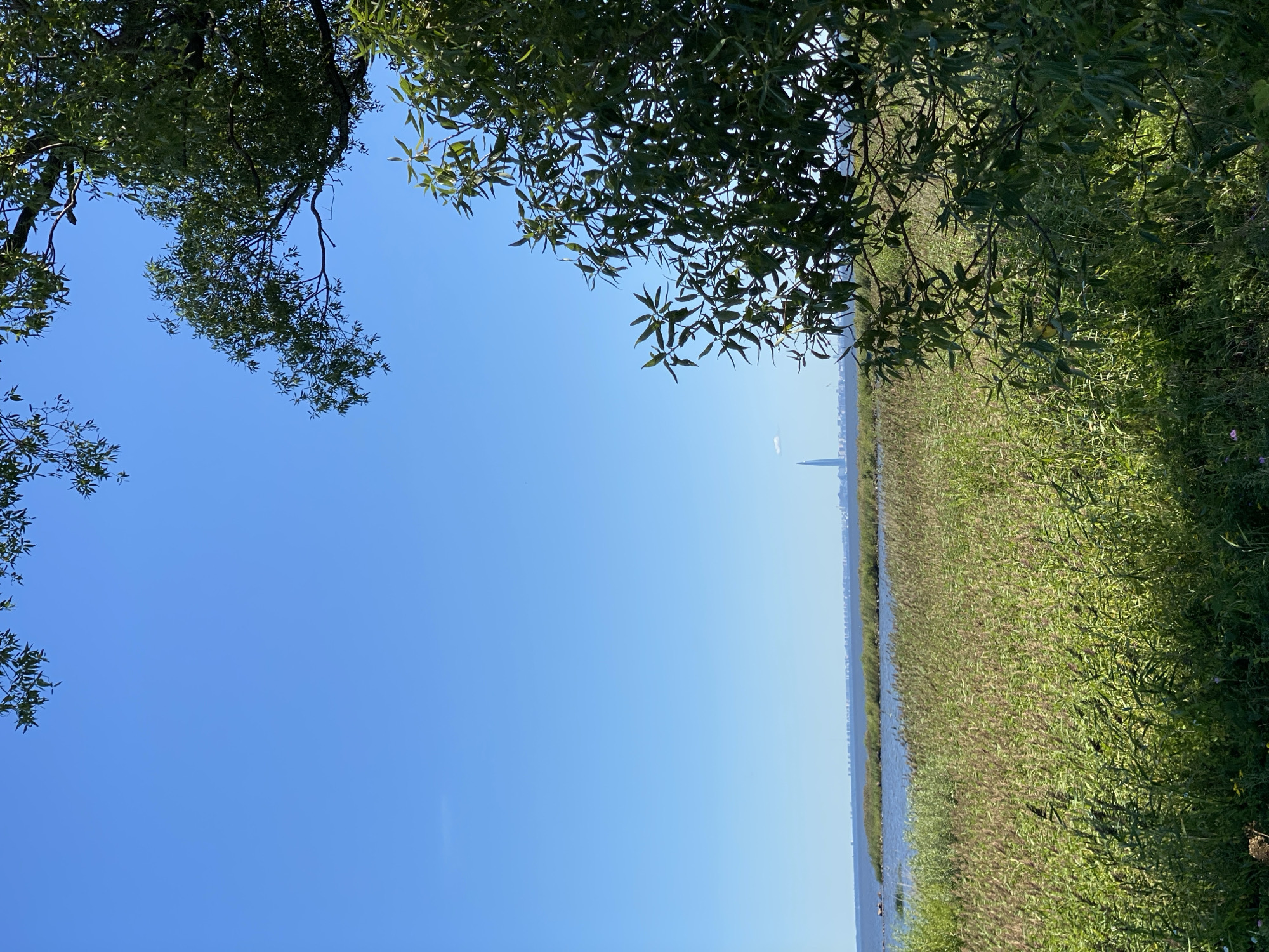 The image captures a serene natural landscape under a clear blue sky, with a hint of urban presence in the distance. In the foreground, lush green foliage from trees frames the scene, casting shadows on the ground. A vast field of tall, dry grass, appearing golden-brown and green, stretches towards a body of water. Beyond the grassy expanse, a calm blue body of water is visible, with a distant shoreline dotted with low-rise buildings and a single prominent tall skyscraper. The overall impression is one of tranquility and a juxtaposition of nature and urban development. While the specific location within Peterhof, Russia, is not explicitly identifiable from the visual cues alone, the presence of the distinctive skyscraper suggests it might be the Lakhta Center, located in St. Petersburg, which is relatively close to Peterhof, separated by the Gulf of Finland. There are no people, animals, or specific actions depicted in the image.