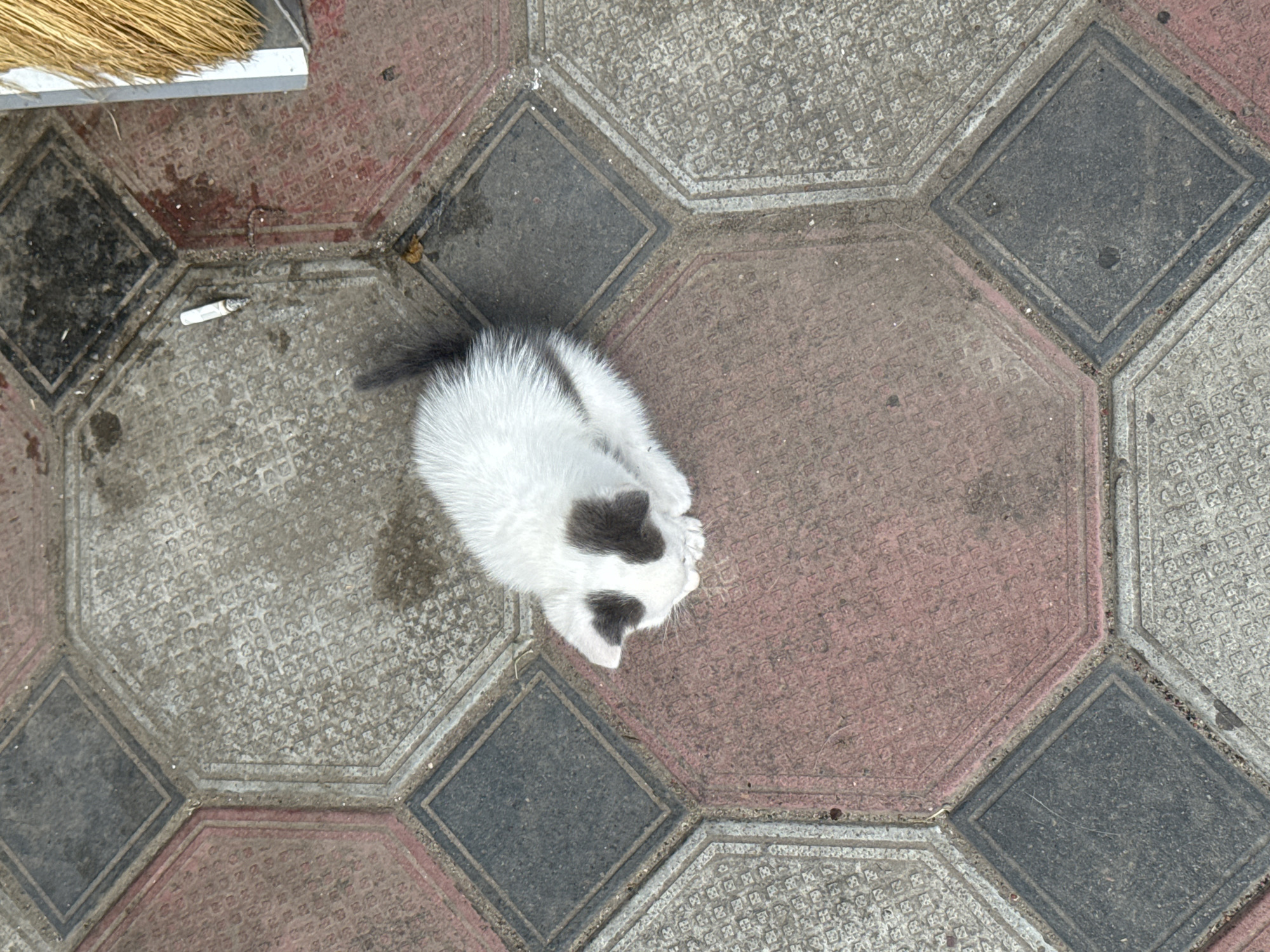 This is an overhead, eye-level, medium shot of a small, black and white kitten resting on a patterned cobblestone ground. The kitten is curled up, facing to the right, with its head down and paws tucked underneath. It has dark gray markings on its face, resembling a mask and ears, and a darker gray tail that is visible extending to the left. The cobblestones are arranged in an octagonal pattern with smaller square insets, alternating between a reddish-pink and a gray color, with the pattern being more textured on the gray sections.
To the left of the kitten, near the top of the frame, the bristles of a broom are visible, suggesting the kitten is near an area that is being cleaned or has recently been cleaned. There is also a discarded cigarette butt on the cobblestones to the left of the kitten. The ground appears somewhat dirty and weathered. The lighting suggests it is daytime, with no strong shadows indicating a specific time. The scene appears to be outdoors, possibly on a street or a patio, in Bohunove, Ukraine. The kitten's posture suggests it is resting or perhaps playing. No text is visible in the image.