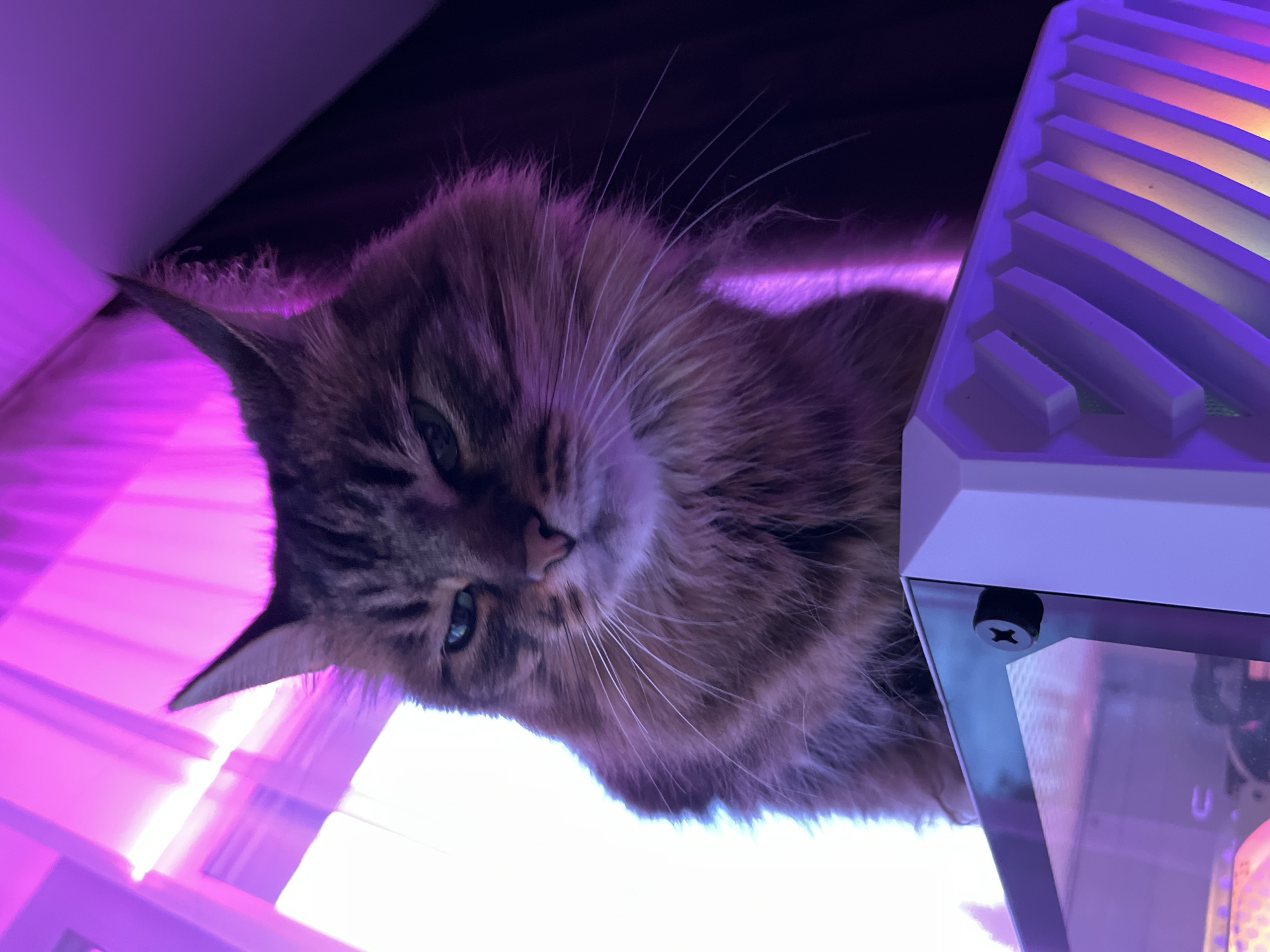 A close-up, low-angle shot shows a fluffy, brown tabby cat with green eyes perched on top of a white computer tower. The cat is looking down and to its left with a stern expression. The background is illuminated with vibrant pink and purple lighting, casting a colorful glow on the scene. The computer tower appears to be made of glass and white plastic, with some visible internal components. The overall impression is one of a domestic pet in a modern, tech-oriented environment, with dramatic lighting adding a dramatic flair. There is no indication of the location being in Babruysk, Belarus.
