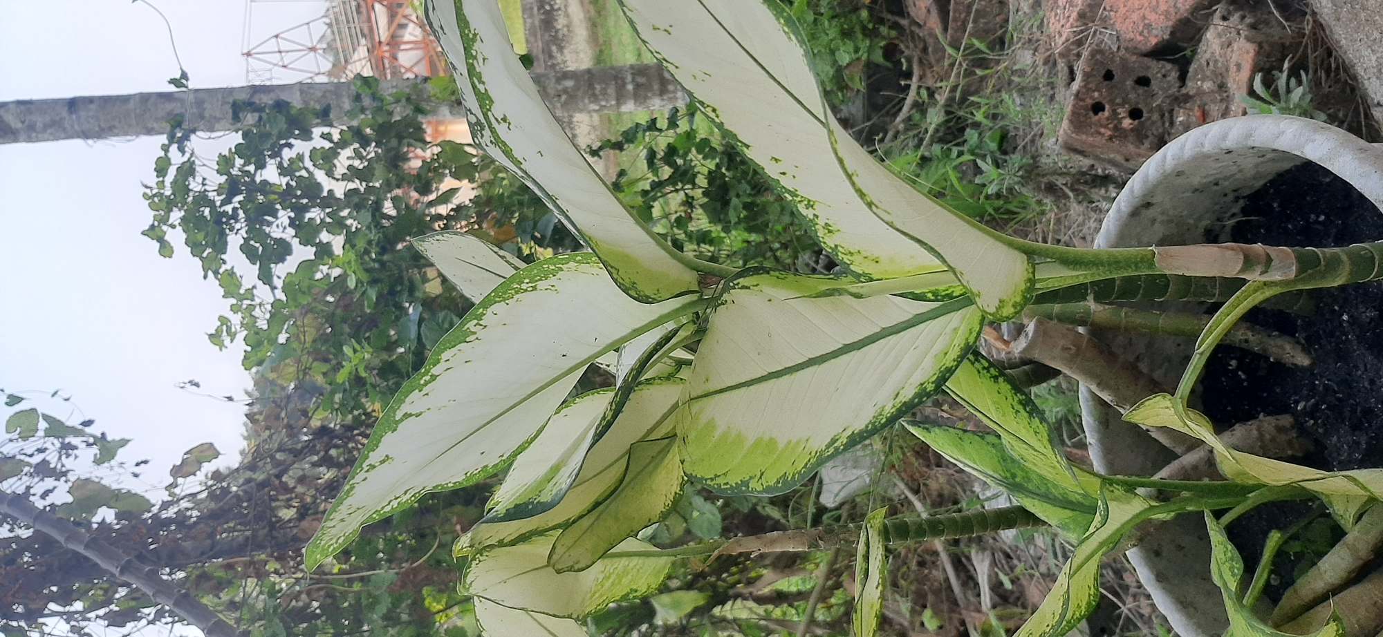 This is a medium shot, eye-level, vertical photograph of a potted Dieffenbachia plant. The plant has large, ovate leaves with a white center and green edges. The leaves are broad and have a slightly glossy texture. The plant is in a grey, circular pot filled with dark soil. In the background, there are various trees and foliage, some appearing dense and green, while others are more sparse. A thin, grey tree trunk is visible on the right side of the frame, and a faint structure, possibly part of a building or tower, can be seen in the upper right corner. The scene appears to be outdoors, in an urban or semi-urban setting. There are no people or animals present in the image. The lighting suggests it is daytime, with soft light. This photograph was taken in the city of Jambi, Indonesia, likely in a residential or garden area.