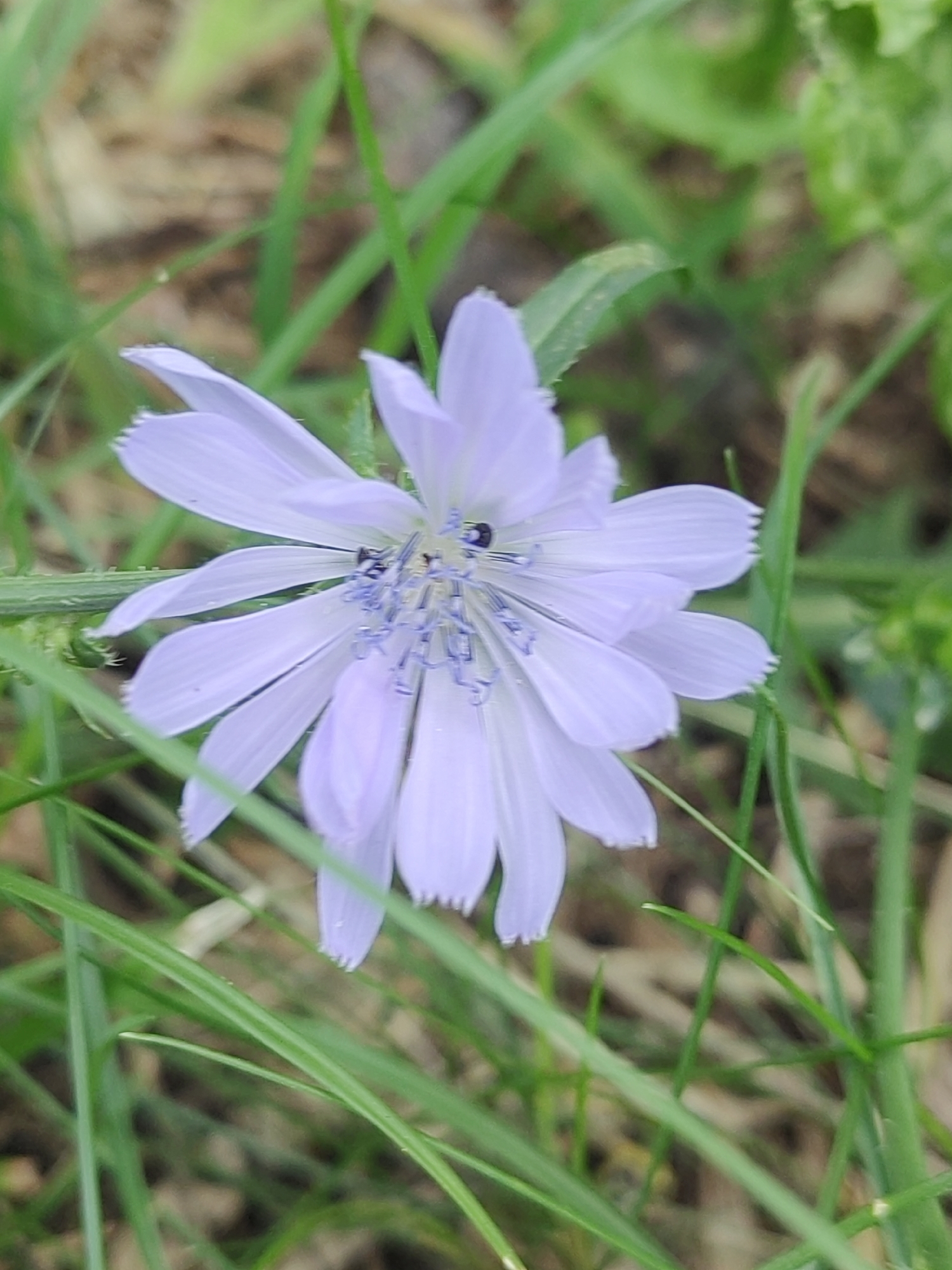 A close-up shot showcases a single, delicate pale purple flower with serrated petals, partially obscured by blades of green grass. The flower's center features visible stamens. The background is blurred, displaying a mix of brown and green tones, suggesting a natural environment. No people or specific urban landmarks are identifiable. The image lacks any discernible connection to Hrodna, Belarus.