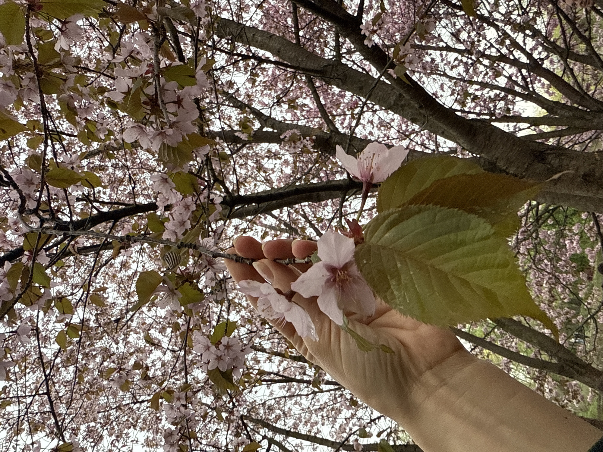 A person's hand is outstretched towards branches filled with light pink cherry blossoms and green leaves. The tree's branches and blossoms fill the frame, suggesting the photo was taken looking upward. The location is likely Saint Petersburg, Russia, due to the common presence of cherry blossom trees in the city's parks and gardens during the spring season.