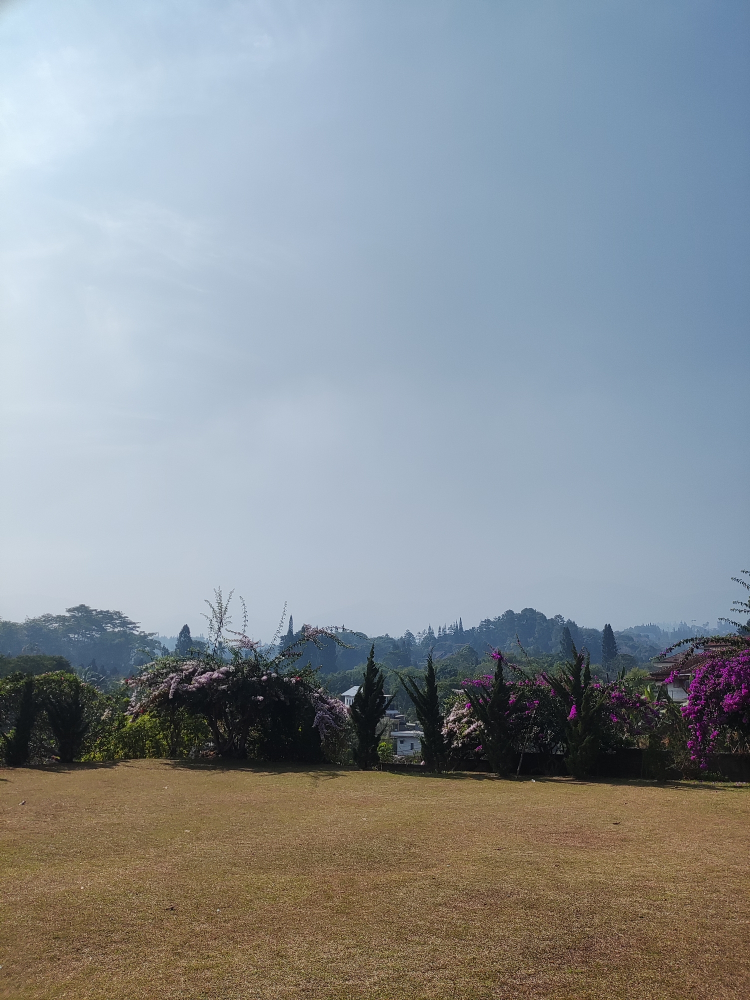 The image depicts a scenic view from a well-maintained lawn, likely a garden or park area, in Cisarua, Indonesia. The foreground is dominated by a vast expanse of dry, brownish-yellow grass, indicating either a dry season or a specific type of turf. In the mid-ground, a vibrant line of flowering plants and trees forms a natural barrier. These include bushes with abundant pink and purple bougainvillea blooms, interspersed with dark green coniferous trees that add verticality to the scene. Some lighter colored, possibly white, flowers are also visible amidst the foliage. The background reveals a lush, hilly landscape covered in dense vegetation, characteristic of the Cisarua region's tropical environment. Several buildings, appearing to be houses or villas, are nestled within the hills, suggesting a residential or resort area. The sky above is a clear, pale blue with subtle wisps of clouds, hinting at a sunny day. The overall impression is one of tranquility and natural beauty.