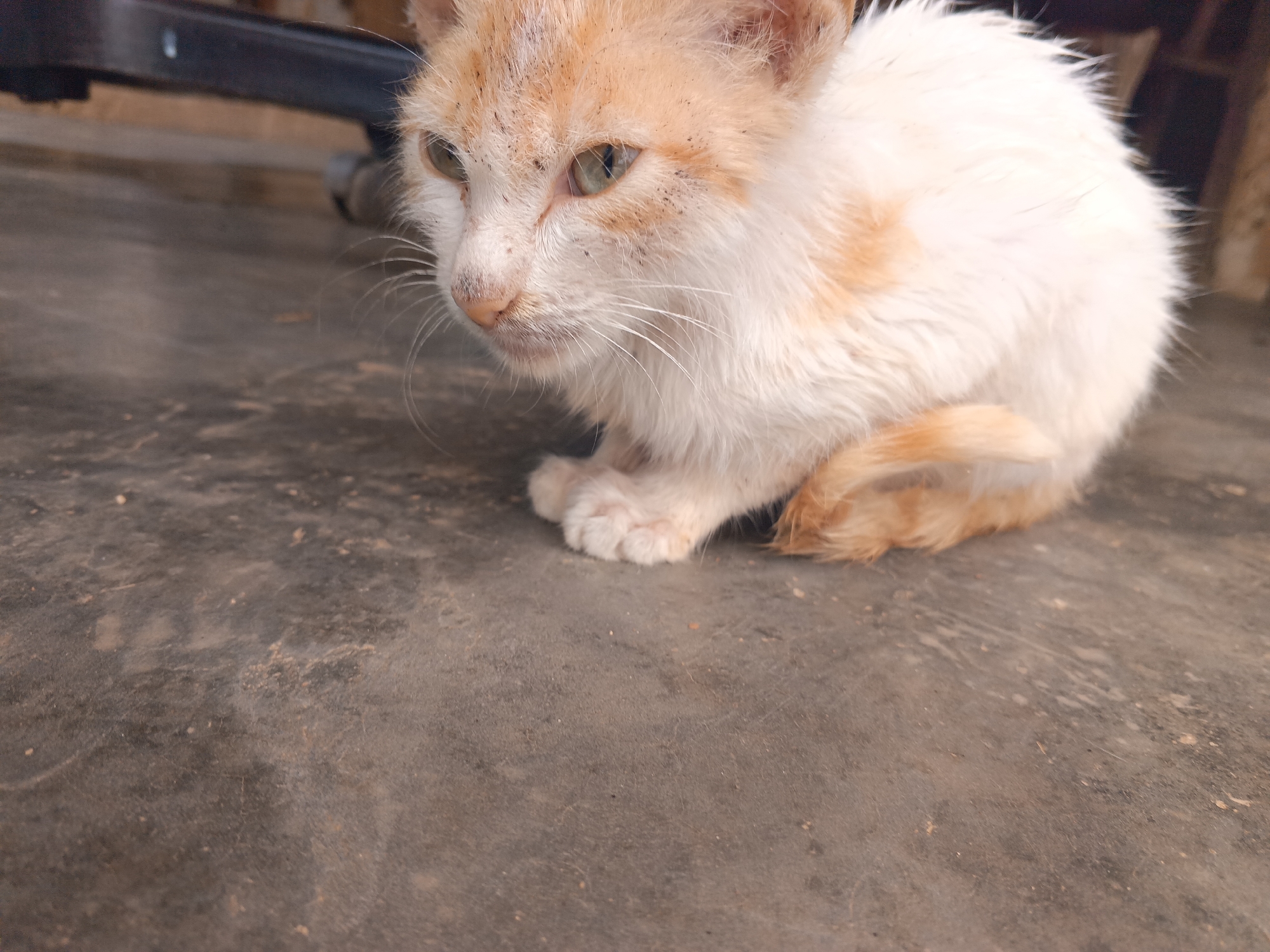 A close-up photograph captures a small, crouching kitten with white and orange fur. The kitten is positioned on a gray, concrete-like surface. Its paws are visible beneath its body, and a small portion of its tail is curled around its legs. The kitten's fur appears somewhat unkempt, with some dark specks near its face. It has green eyes and a pink nose. A dark, indistinct object, possibly part of a chair, is visible in the blurred background. The photo was taken in Tinaquillo, Venezuela.