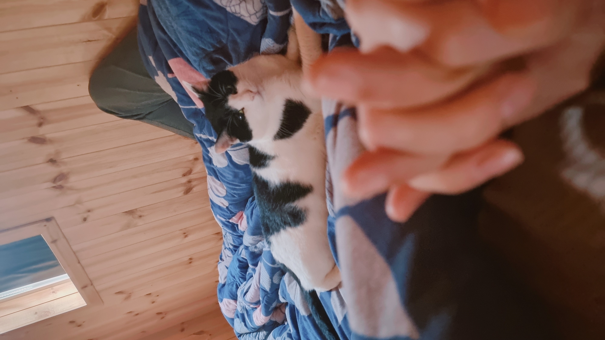 The image shows a black and white cat lying on a blue patterned blanket. The cat is positioned on its side, with its head turned towards the left. A human hand is partially visible in the foreground. The background shows a wooden ceiling with a small skylight. The scene is located indoors.