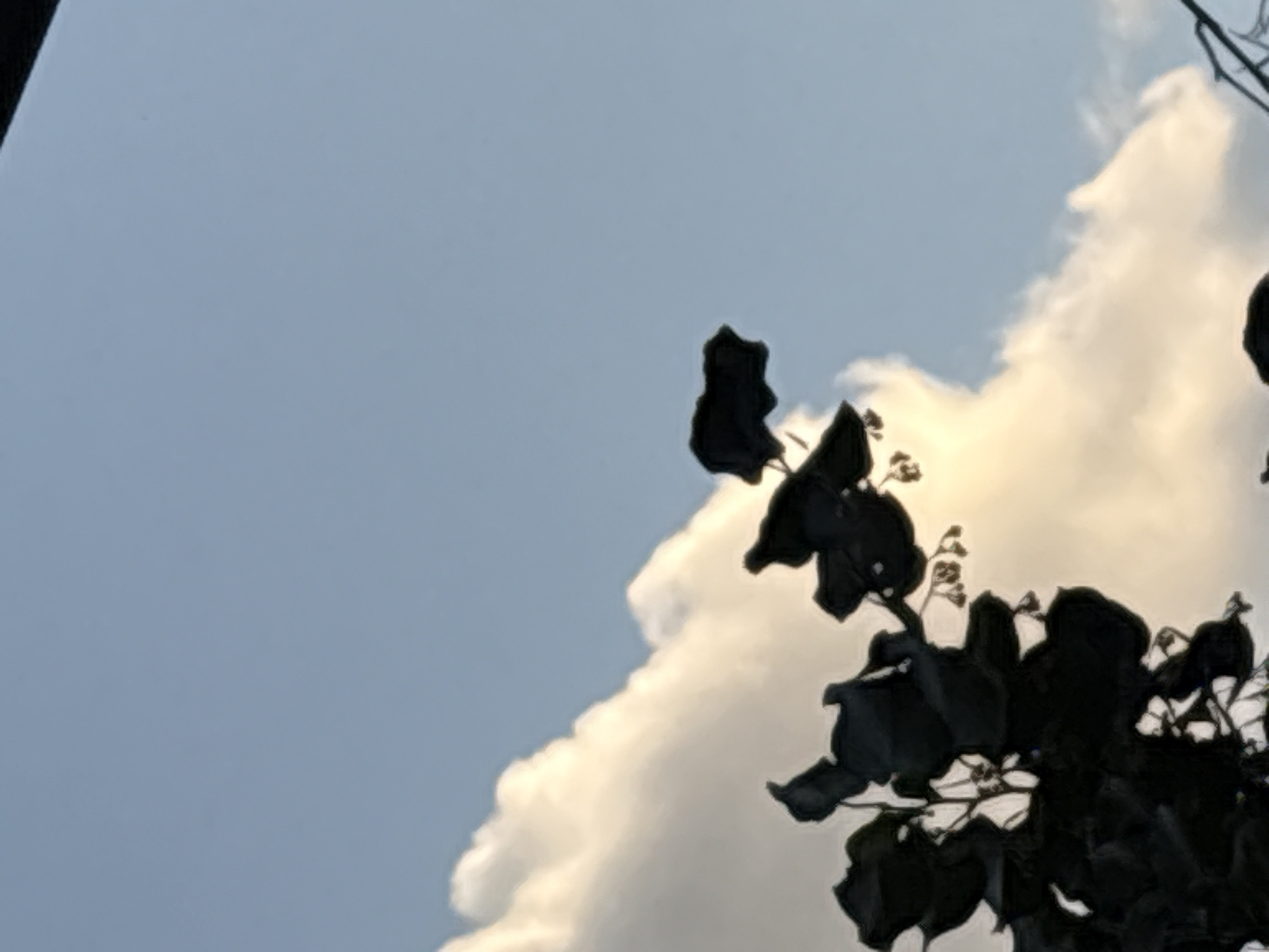 The image displays an upward perspective of an outdoor scene in Plovdiv, Bulgaria. The upper right quadrant features a clear, light blue sky. A significant, bright white cloud formation extends from the lower-left to the central areas of the frame, appearing well-lit. In the immediate foreground, the dark, heavily silhouetted foliage of a plant, characterized by numerous leaves and clusters of small, indistinct structures (likely buds or nascent fruits), is prominently visible against the brighter sky and clouds. No human figures, animals, or specific actions are discernible within the frame.
