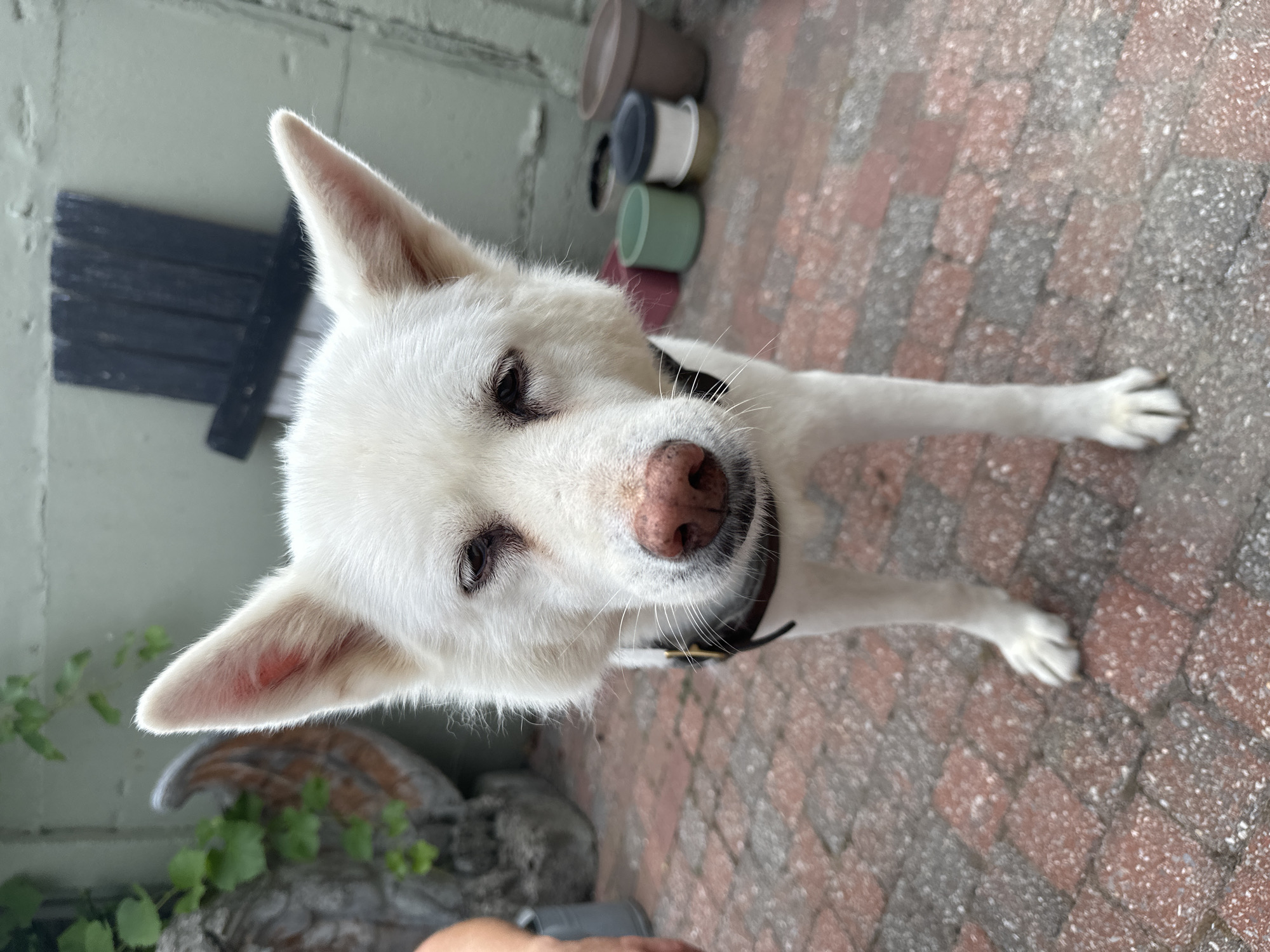 A white dog with pinkish-brown fur on its nose stands on a red brick patio. The dog is looking down and to the left. The background includes some plants, a wall, and several potted plants. The image was taken in Bruges, Belgium.