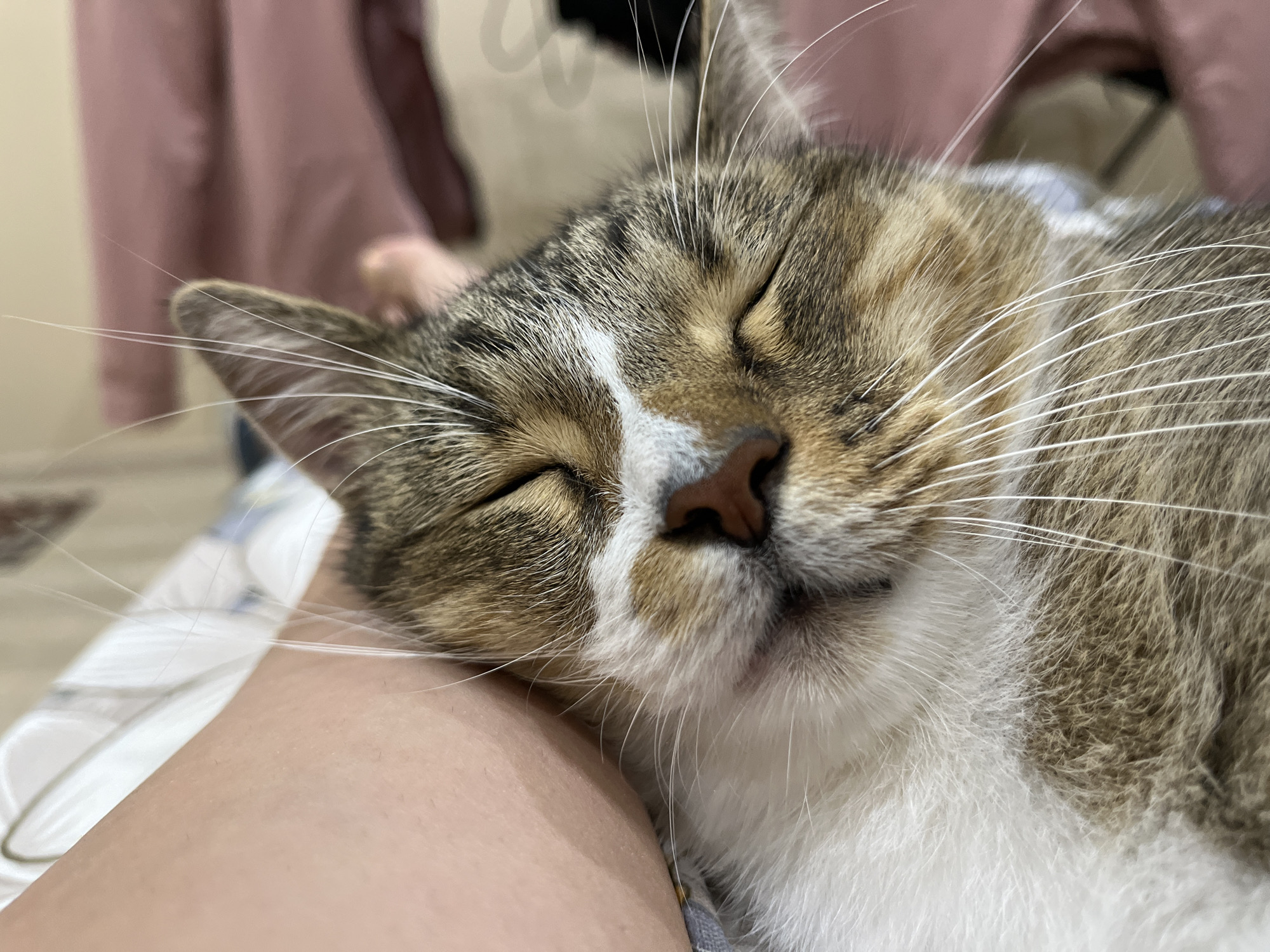 A close-up, indoor shot shows a tabby cat sleeping peacefully with its eyes closed, nestled against a person's arm. The cat has a mix of brown, black, and white fur. The person's arm, visible on the left side of the frame, appears to be smooth and lightly tanned. In the background, out of focus, is a pink garment, possibly clothing, and a light-colored surface that could be a bed or sofa. The scene suggests a moment of comfort and relaxation. No specific location within Novokuybyshevsk, Russia can be determined from the image.
