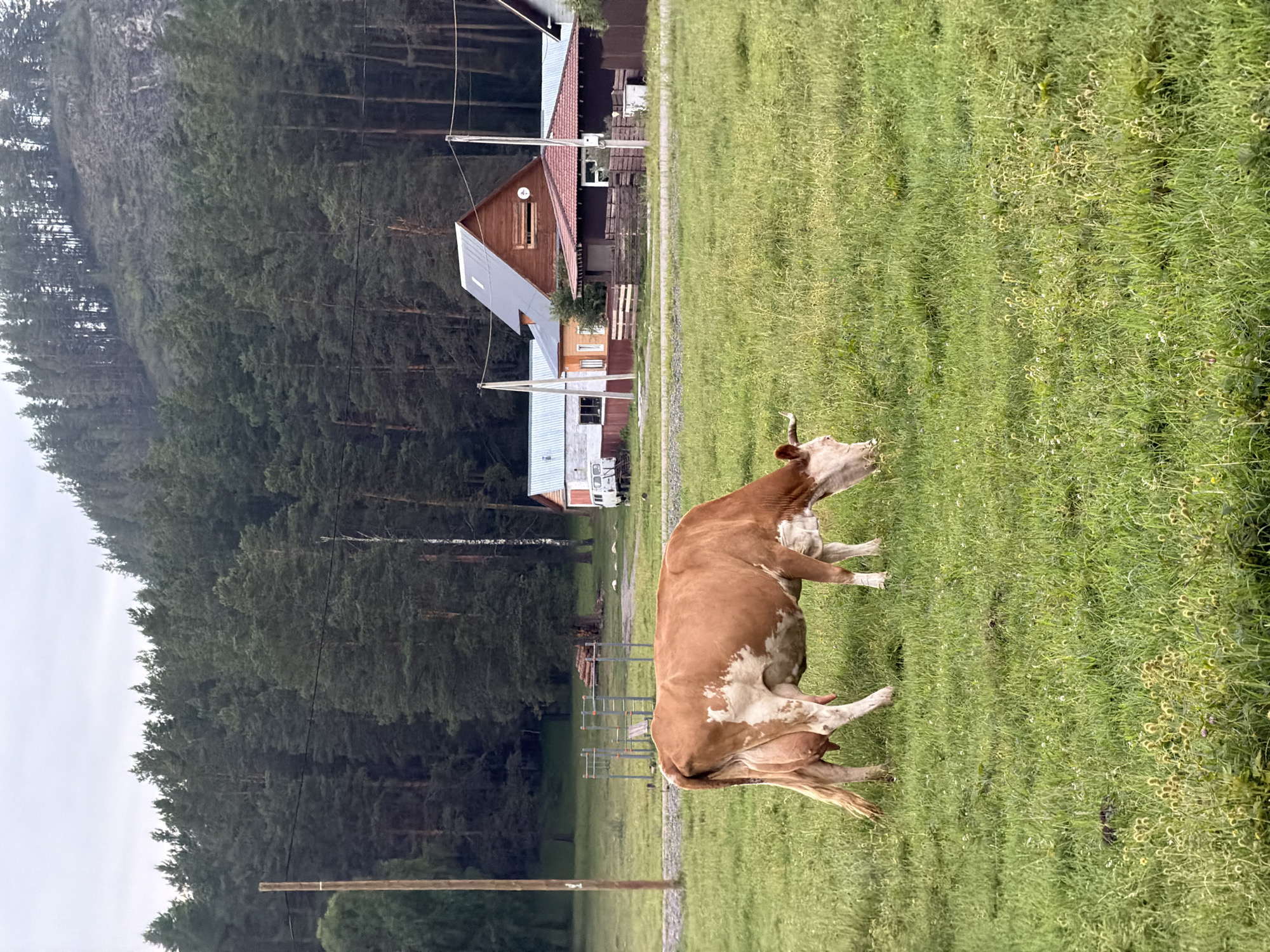 A brown and white cow grazes in a green pasture in Askat, Russia. The cow is facing left, with its head down, eating grass. In the background, there are several houses, a forest, and a mountain. The sky is cloudy. The image appears to have been taken on a slightly overcast day.
