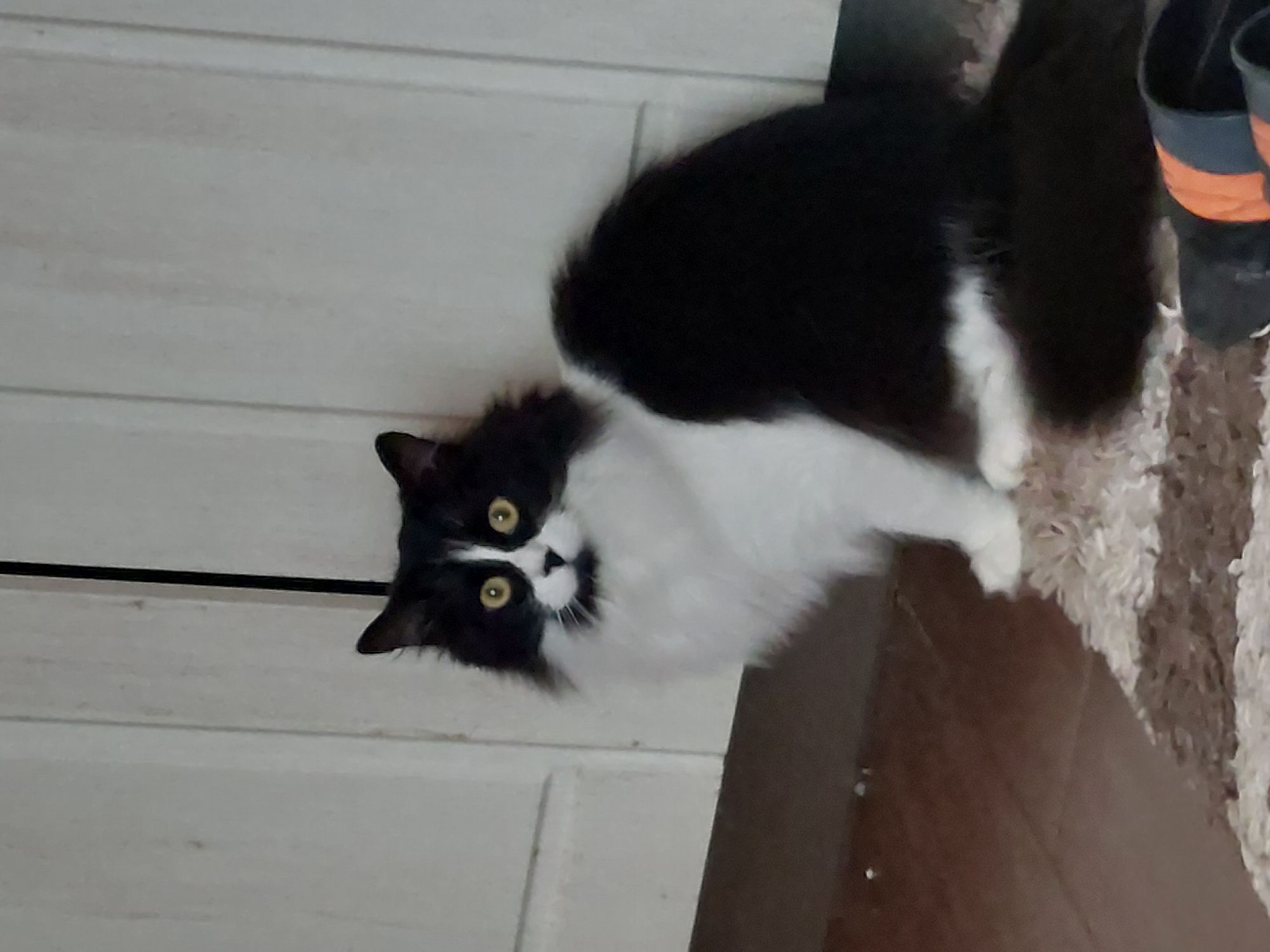 A black and white cat with yellow eyes is positioned on a beige rug. The cat's upper body is black, and its lower body and face are white. Part of a white wooden door is visible behind the cat. A pair of shoes sits on the rug near the cat. The location is not determinable from the image.