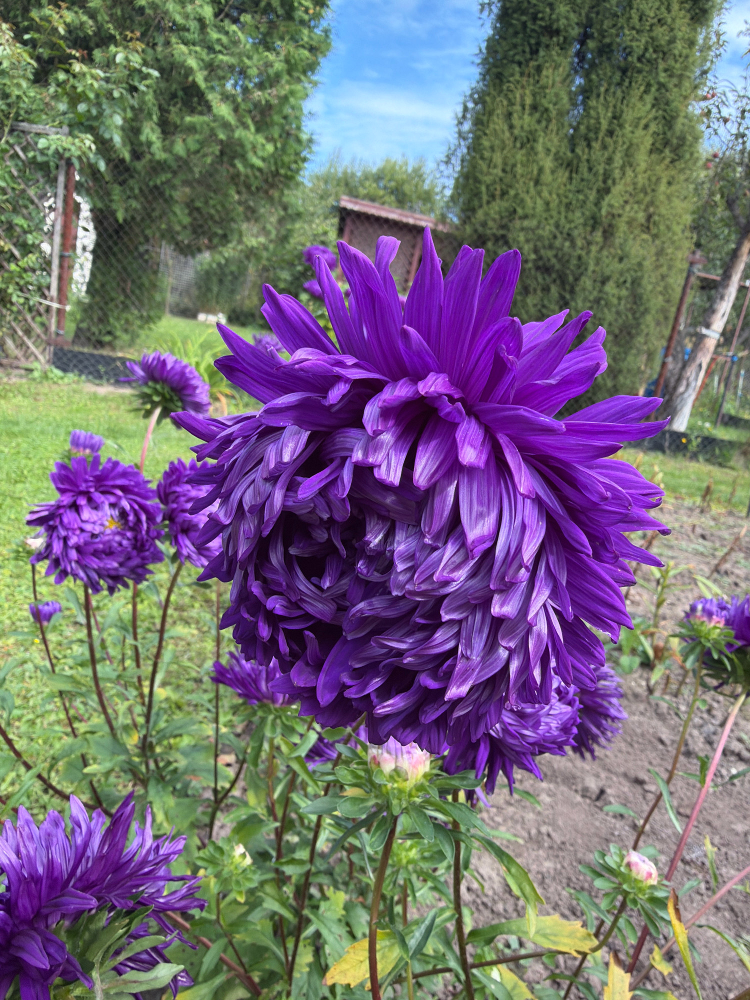In the city of Teterevo, Russia, a close-up, low-angle shot captures a cluster of vibrant purple asters in full bloom within a garden setting. The foreground is dominated by the intricate petals of a large aster, its rich purple hue intensely saturated. Behind it, several other asters of varying sizes and stages of bloom are visible, their stems and green foliage creating a natural backdrop. The garden floor is a mix of dark soil and green grass. In the mid-ground, a weathered wooden fence with a chain-link section suggests the boundary of the property, and behind that, a small wooden structure, possibly a shed or outbuilding, is partially visible. Tall, slender green trees frame the scene on the right, and a broader, leafy tree on the left contributes to the garden's lush appearance. The sky above is a clear blue with a few wispy white clouds. No people are present in the image.