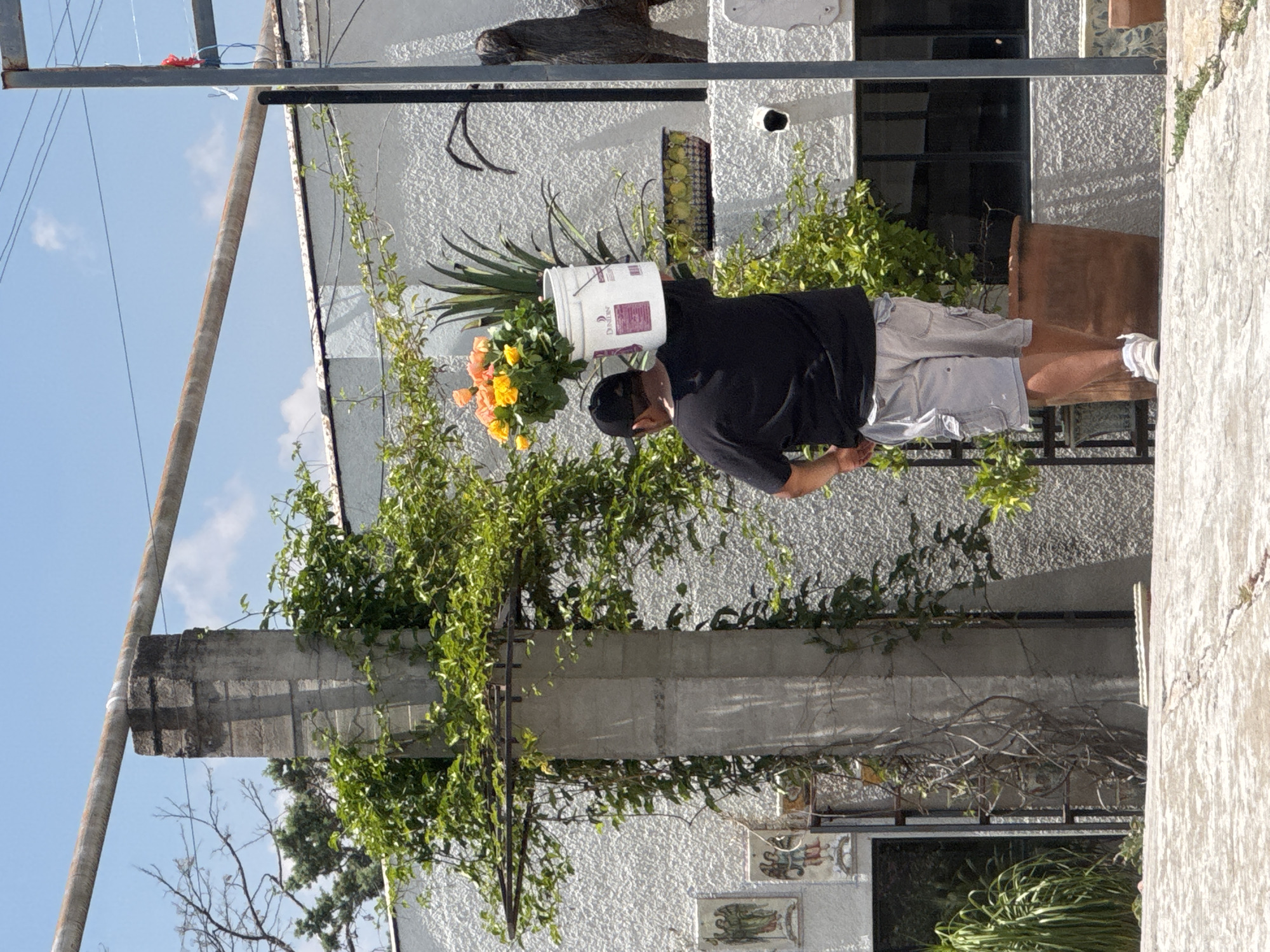 A medium outdoor shot depicts a man with a bucket on his head containing flowers, positioned in front of a weathered white building in San Miguel de Allende, Mexico. The man, wearing a black short-sleeved shirt, gray shorts, a black baseball cap, and white sneakers, appears to be bending slightly forward, possibly maintaining balance with the bucket. He is positioned on a concrete surface near a wrought iron gate entwined with green foliage. Behind the gate, the white building with a textured surface is partially visible. Details like a window with black frames and an adjacent wooden structure can be observed. A utility pole, with wires running across the sky, is visible on the left, indicating an urban or semi-urban setting. The foreground features a portion of a concrete wall. The sky is light blue, suggesting a clear day.