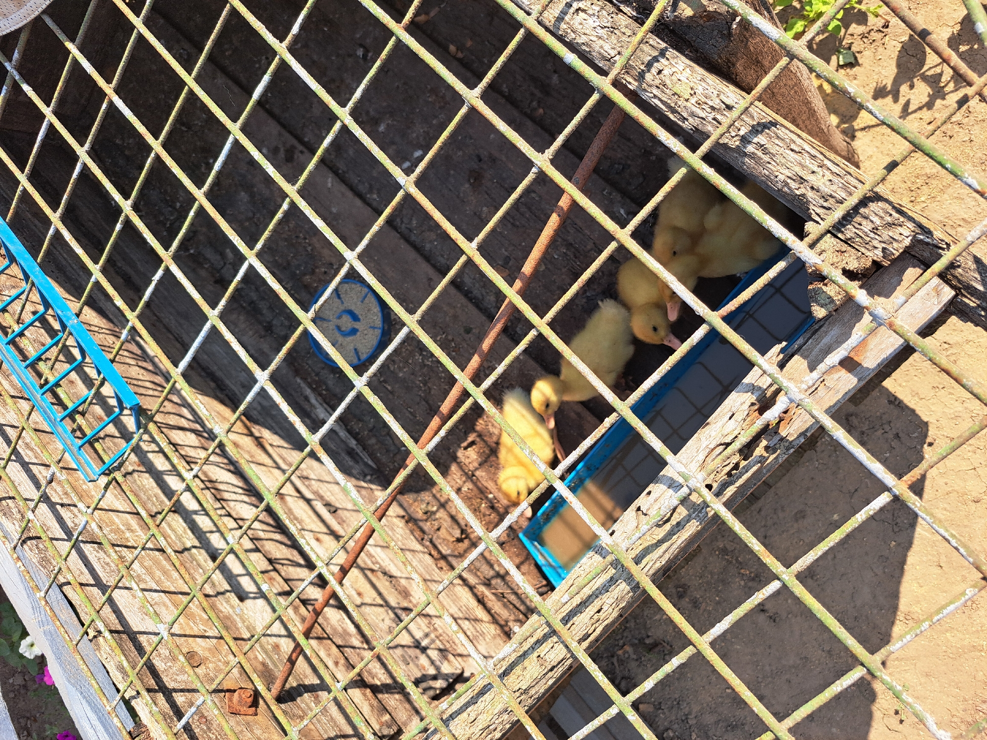 The image depicts a close-up, overhead view of a metal wire enclosure containing four yellow ducklings. The enclosure appears to be constructed with a wooden base and a wire mesh top. Inside, a blue plastic water or food trough is visible, containing some material. The ground outside the enclosure is a mixture of dirt and sand. Shadows from the wire mesh and wooden structure are cast across the scene, indicating it is outdoors in daylight. A few small pink and white flowers are visible in the upper left corner, suggesting a natural or garden-like environment. The overall impression is one of a rustic, possibly rural setting. The location is identified as Vypasne, Ukraine.