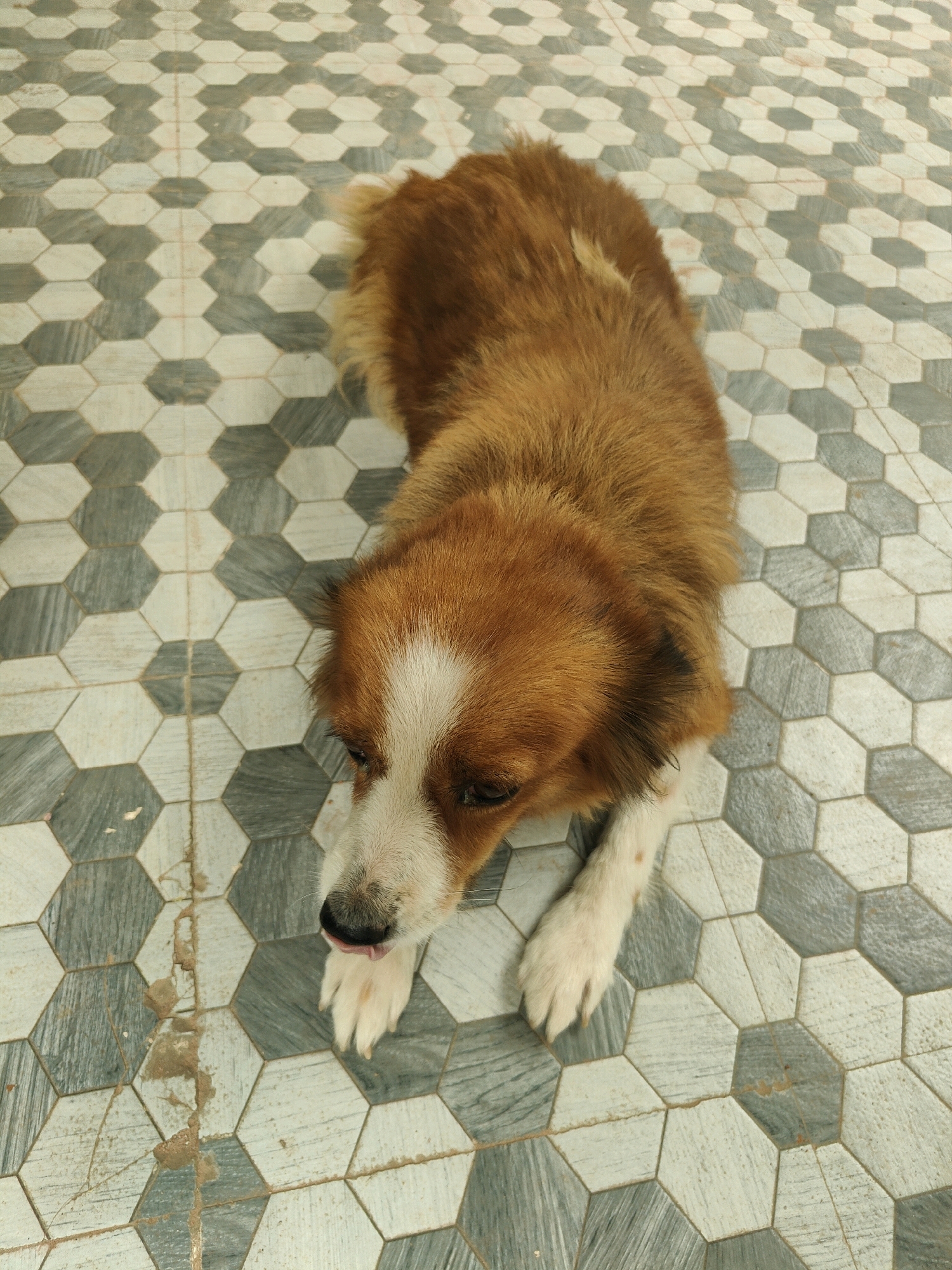 A medium-sized dog with brown and white fur lies on a tiled floor. The dog's head is turned to the left, with its tongue sticking out slightly. Its front paws are extended forward. The floor is covered with hexagonal tiles in alternating shades of gray and white. The tiles have a textured, possibly stone-like appearance. The overall scene is well-lit and appears to be outdoors, potentially in a residential area in Karapalli, India.