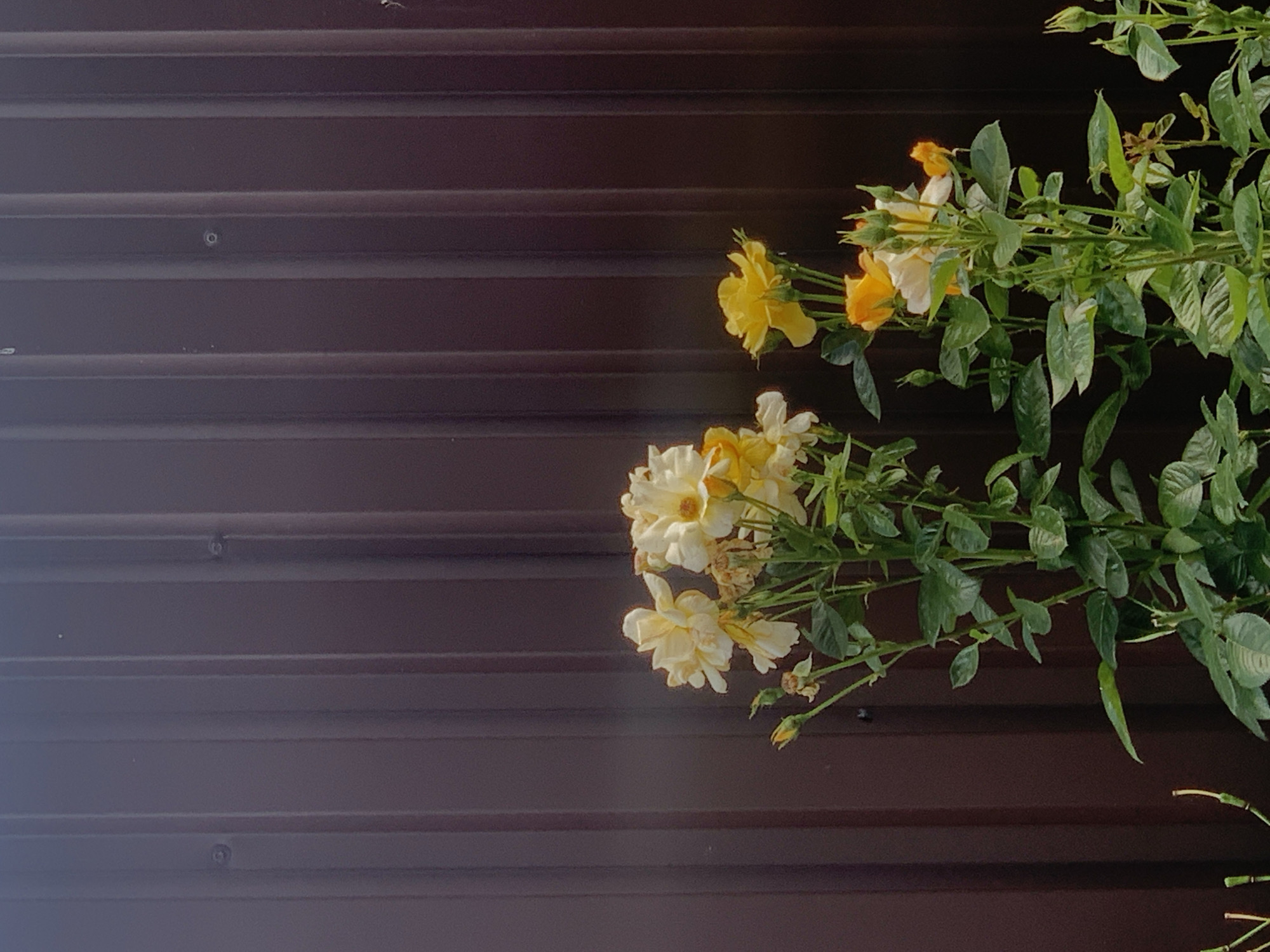 The image depicts a close-up view of yellow roses with green leaves against a dark brown corrugated metal fence. The fence appears to be outdoors, possibly in a garden or backyard setting. There are no people or animals visible in the frame. The lighting suggests it is daytime, possibly late afternoon due to the warm tones. The roses are in various stages of bloom, with some fully open and others as buds. The fence has a ribbed texture with visible screw heads at intervals. The scene is static and devoid of any activity. There is no information to suggest this location is in Minsk, Belarus.