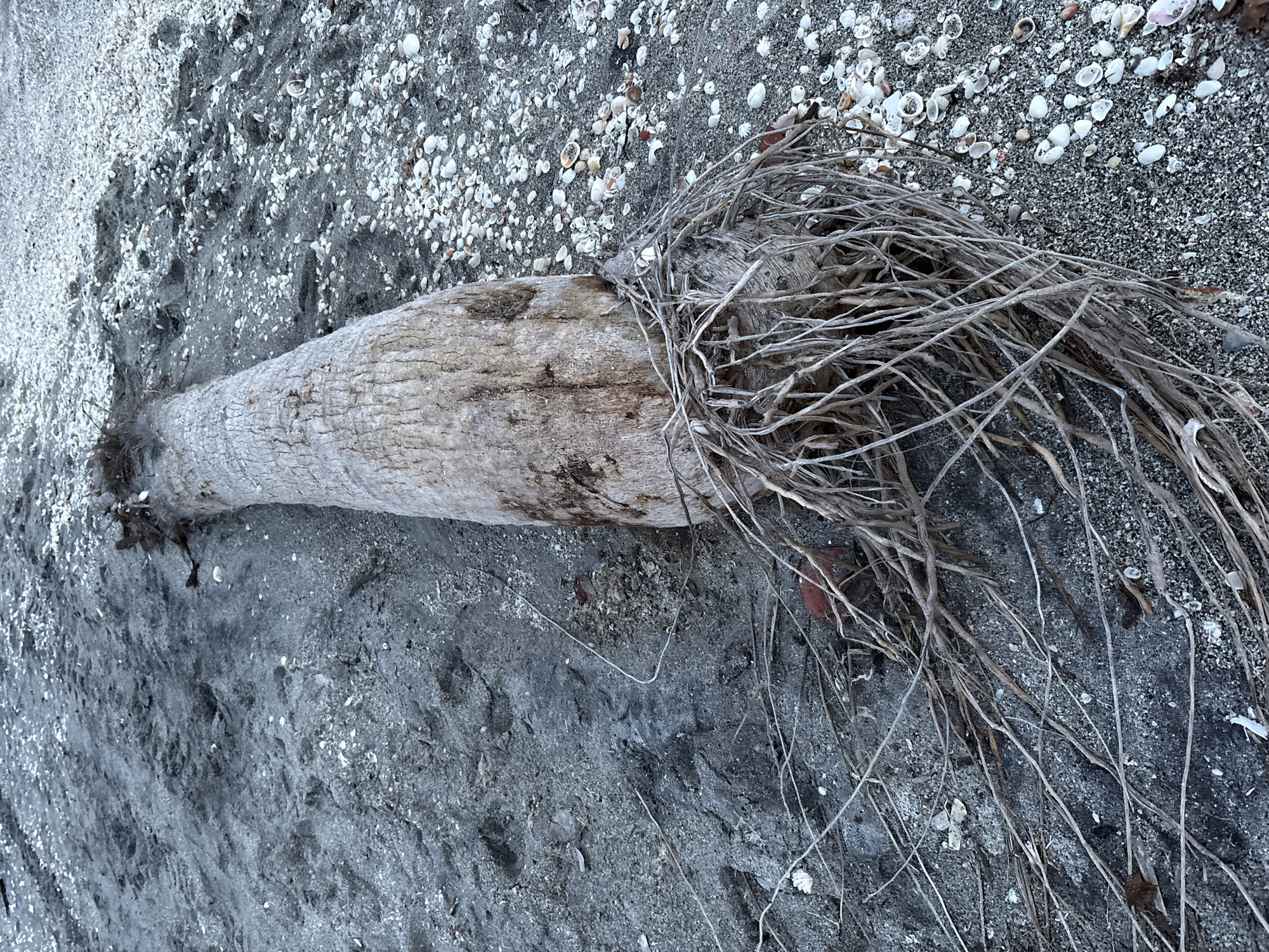A close-up, high-angle shot shows a dried, uprooted palm tree trunk lying on a beach composed of dark sand and numerous small, white shells. The trunk, oriented diagonally from the bottom right to the upper left of the frame, is covered in rough, textured bark and features a dense mass of dry, fibrous roots exposed at its base. The roots spread outwards across the sand, some extending into the lower left of the image. The sand is wet in some areas, creating darker patches and footprints. The lighting suggests it may be overcast or during a period of low light. The location is identified as Venice, United States of America, indicating a coastal environment. There are no people or animals visible in the frame, and the scene is static.