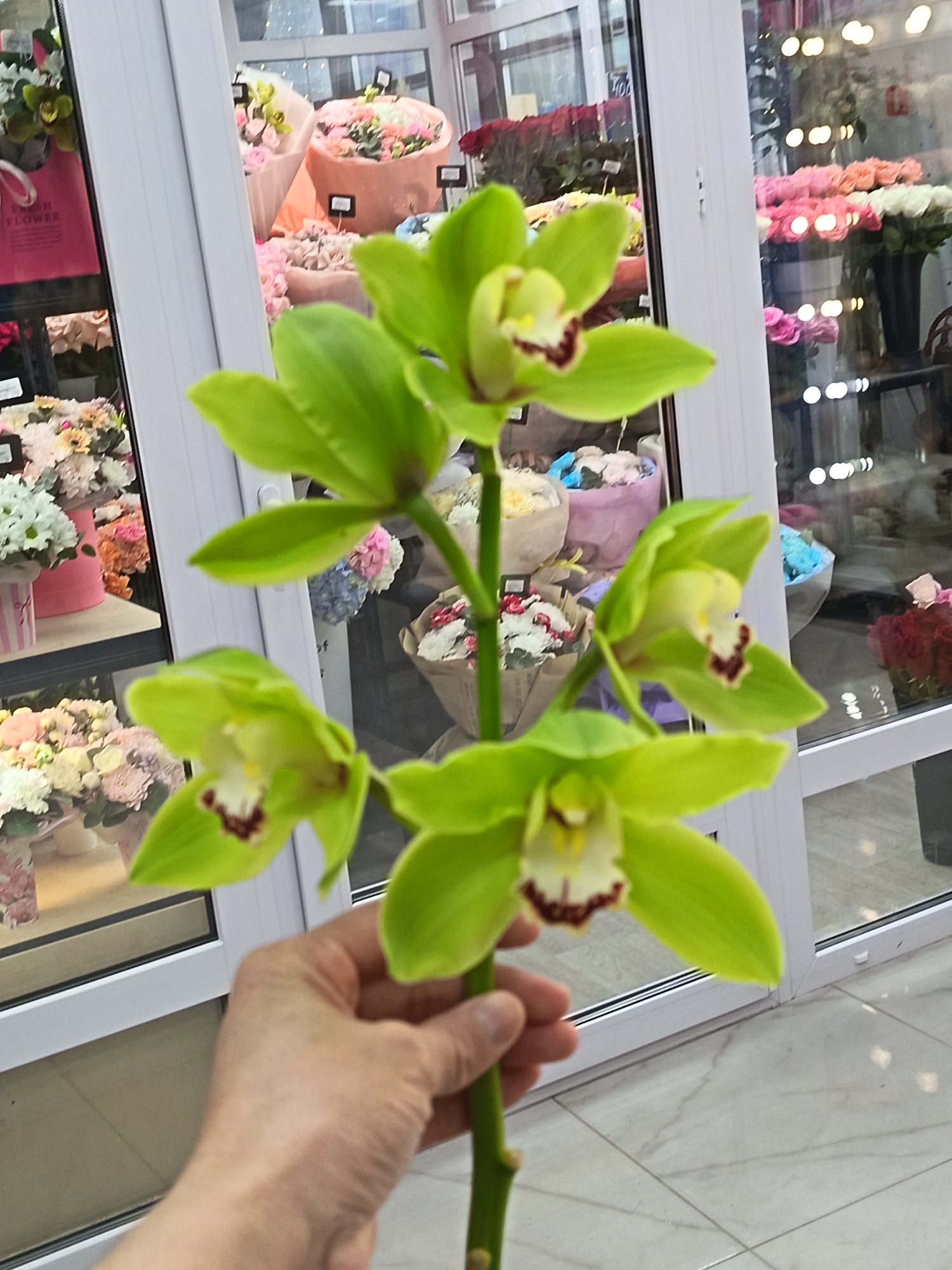 The image shows a person holding a stem with three green orchids in a flower shop. The shop is located in Nizhnevartovsk, Russia. The person's hand is visible holding the stem, which has several flowers in bloom. The orchids are a light green color with darker burgundy accents in the center. In the background, there are shelves filled with bouquets of various flowers. The shelves are visible through the shop's glass front. The floor is tiled. The photograph is well-lit, and the orchids are in focus.