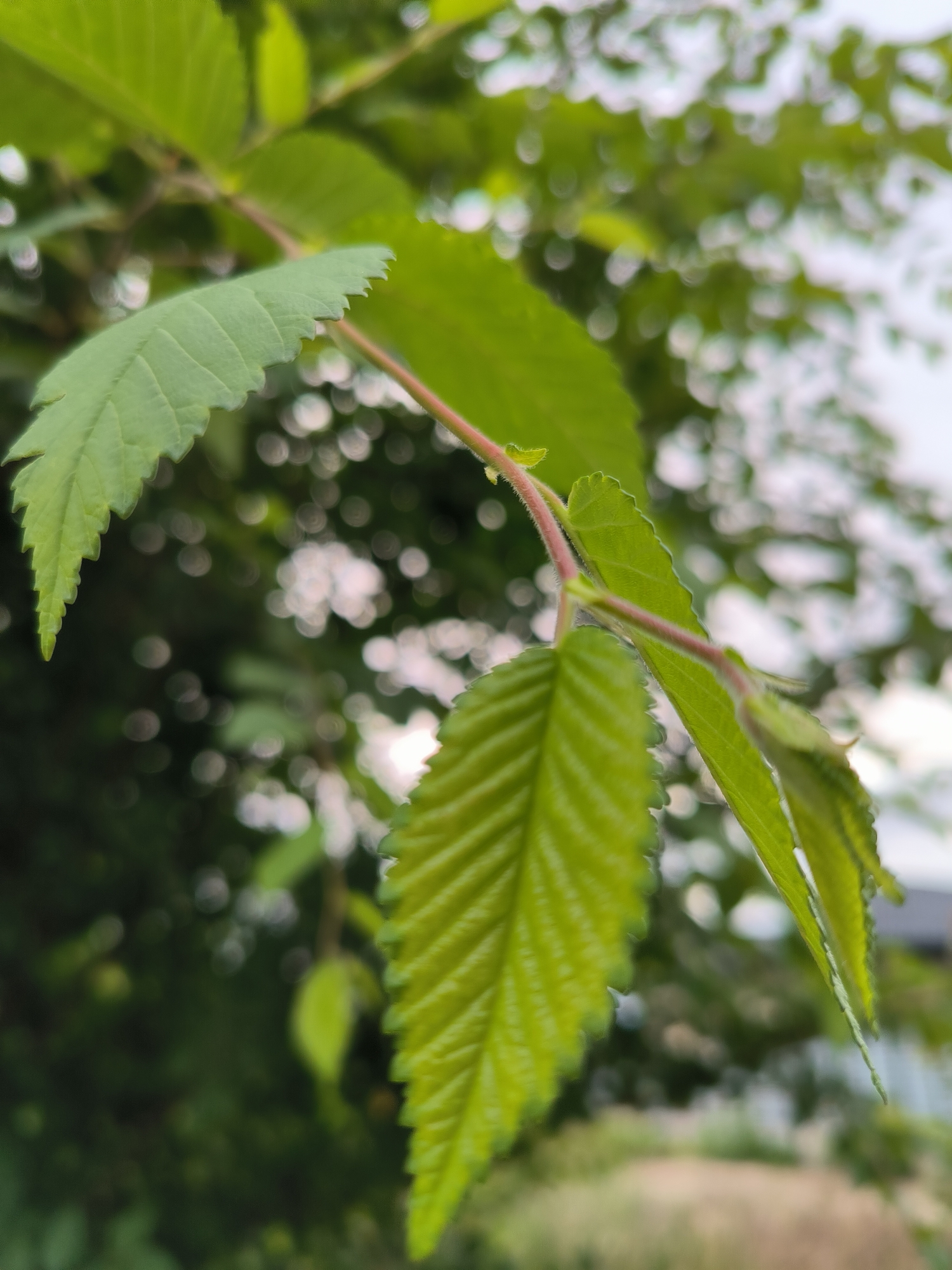 A close-up, slightly angled, eye-level shot captures a vibrant green branch with serrated leaves against a softly blurred background of foliage and sky. The branch, with its reddish-pink hue and fine, light-colored hairs, extends diagonally from the upper left towards the lower right of the frame. Two prominent leaves are in sharp focus: one on the left, displaying a textured surface with visible veins and a finely toothed edge, and another larger leaf below it, also showing prominent veining and serrated margins. Several other unfocused leaves and a developing bud are also visible on the branch. The background consists of a dark green, blurred mass of leaves and a bright, out-of-focus bokeh effect from light sources, suggesting an outdoor environment. A hint of a building or structure can be faintly discerned in the upper right portion of the background. The lighting appears to be natural daylight, casting subtle shadows and highlighting the textures of the leaves. No people, animals, or specific landmarks that would indicate Tiraspol, Moldova are present in the image.