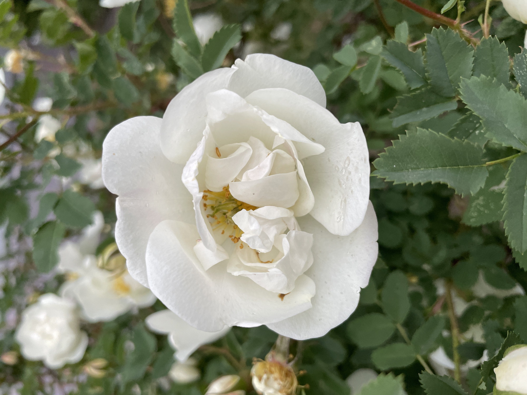 A close-up shot captures a blooming white rose in a garden setting. The flower is prominently positioned in the center of the frame, showcasing its delicate petals and yellow stamen. Lush green foliage surrounds the rose, providing a backdrop and suggesting the presence of a rose bush. Other white flowers are partially visible in the periphery. The scene appears to be in a garden or outdoor setting. The city of Izhevsk, Russia is not discernible in the provided image.